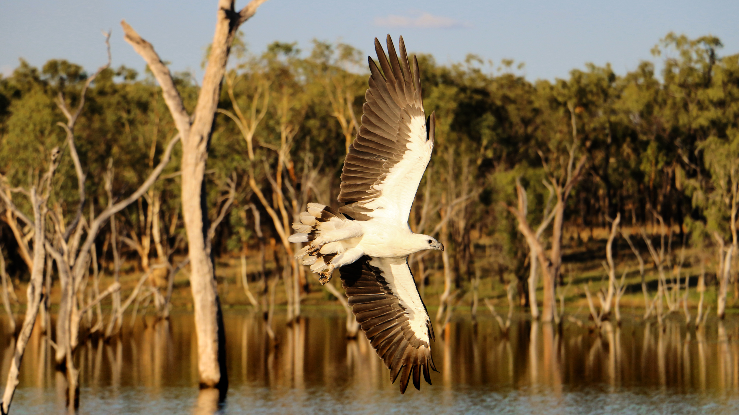 crystalbrook-lodge-bird