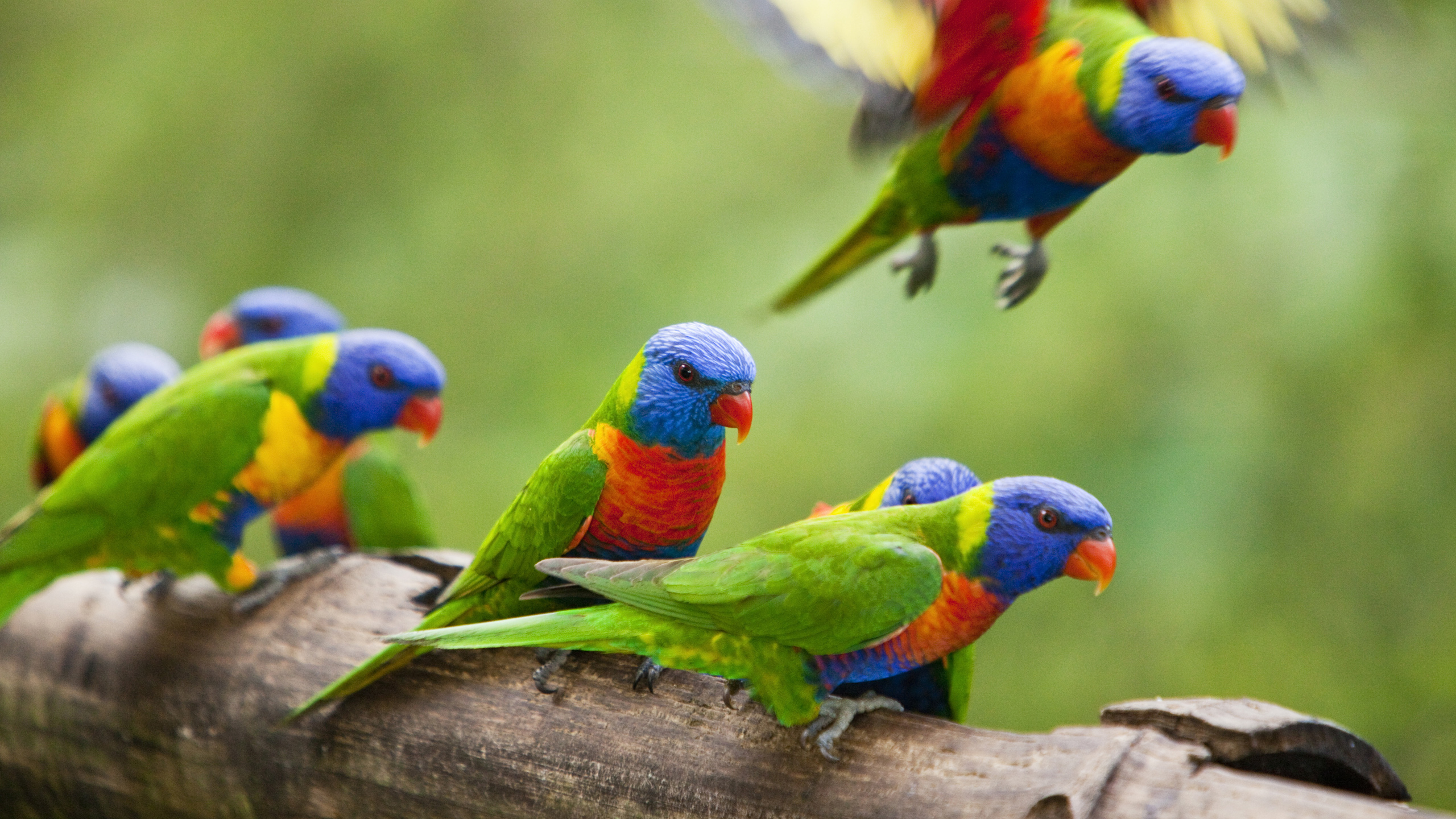 rose-gums-parrots