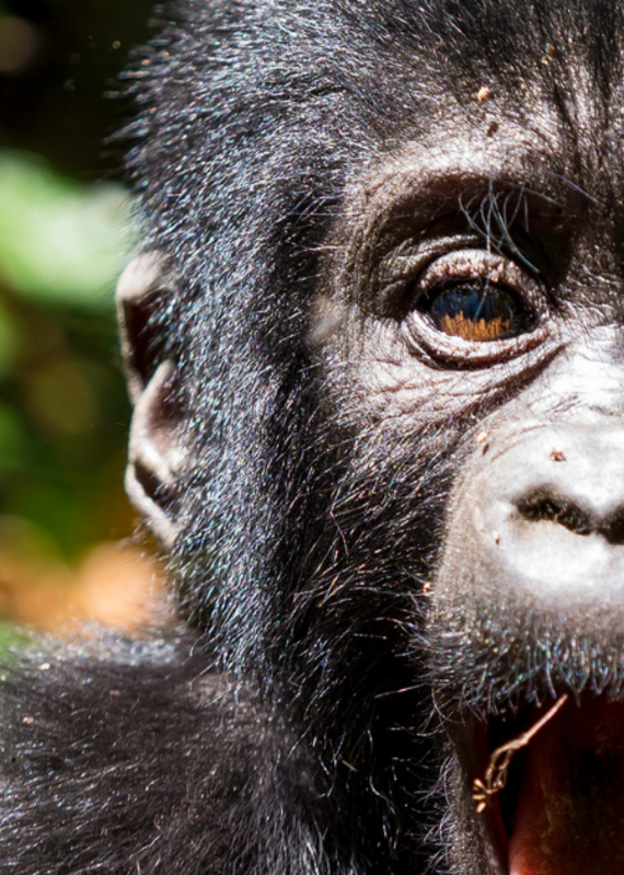 Extreme close-up of the right side of a baby gorilla's face with its mouth open against a blurred green background.