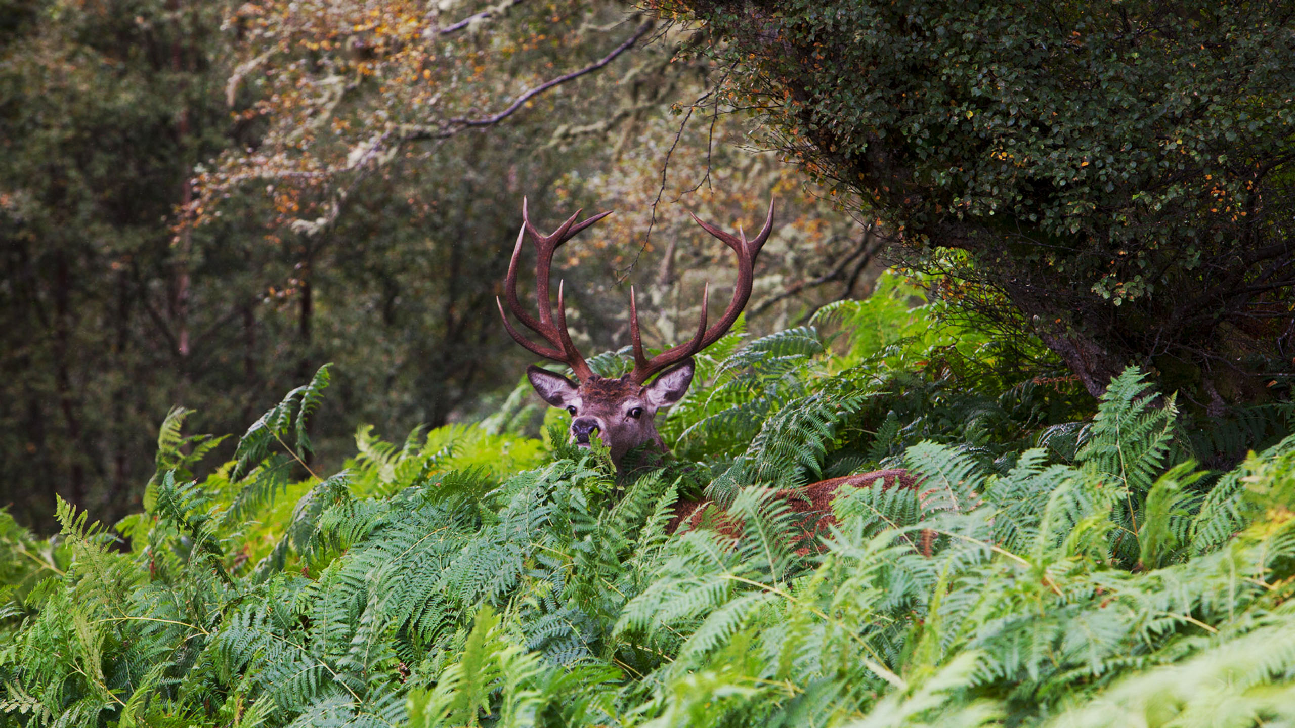 Alladale Wilderness Reserve