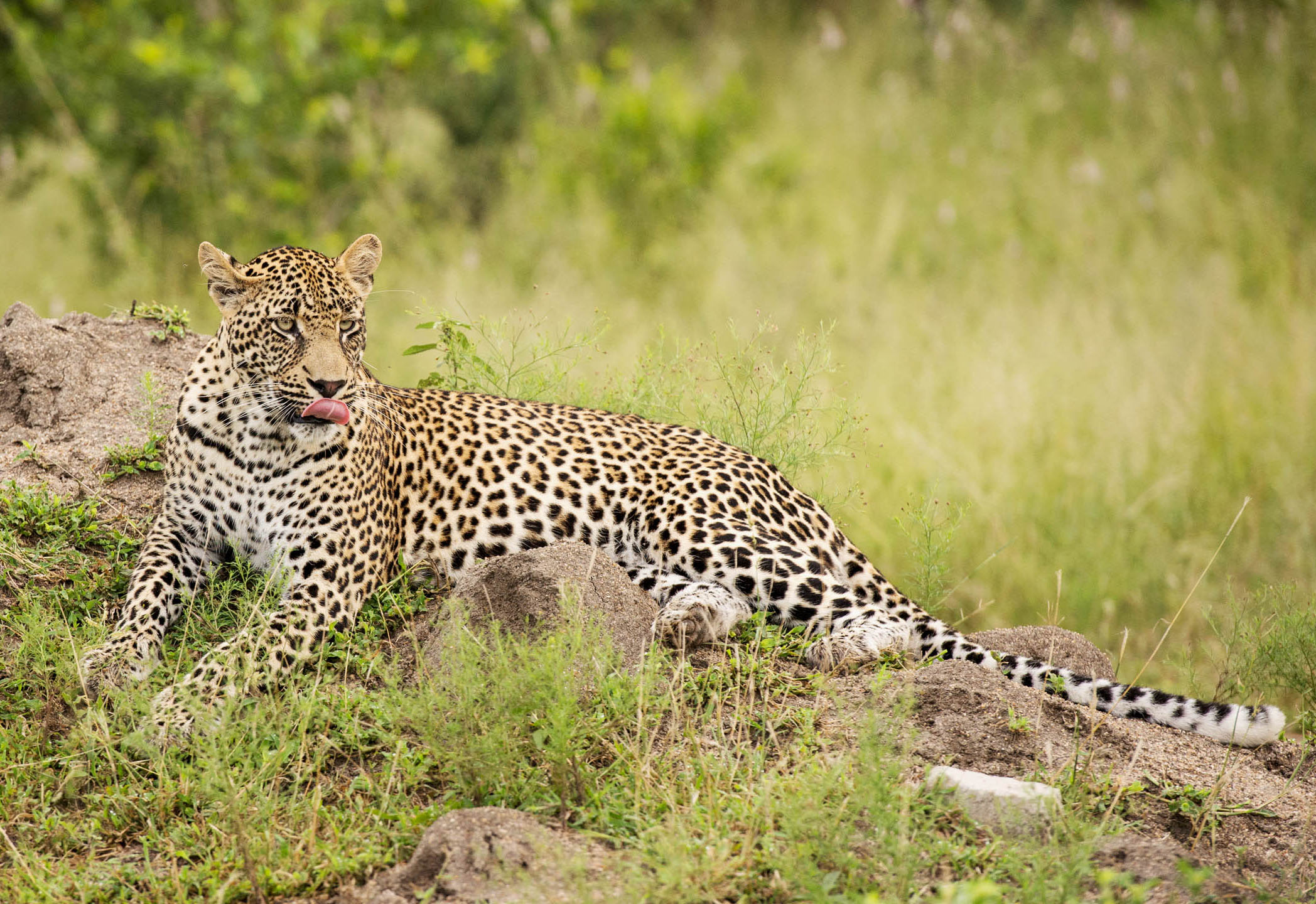 Thornybush Nature Reserve