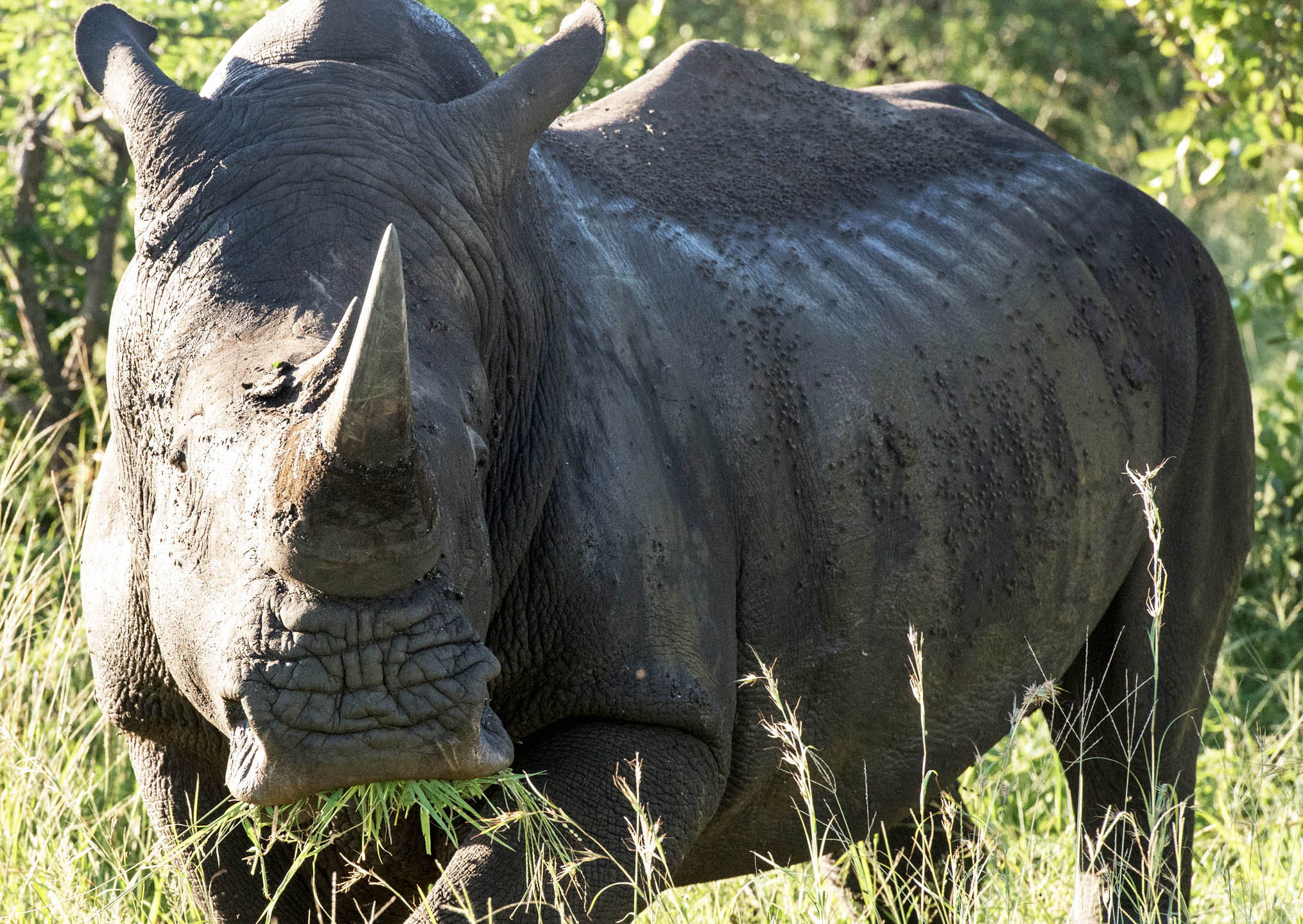 Thornybush Nature Reserve