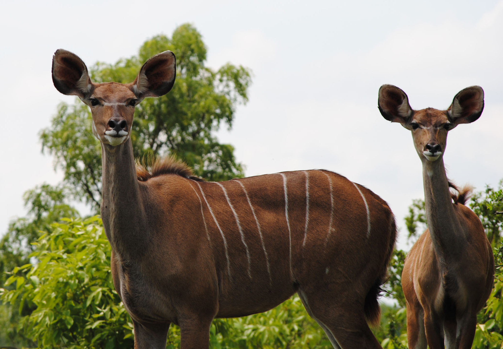 Thornybush Nature Reserve