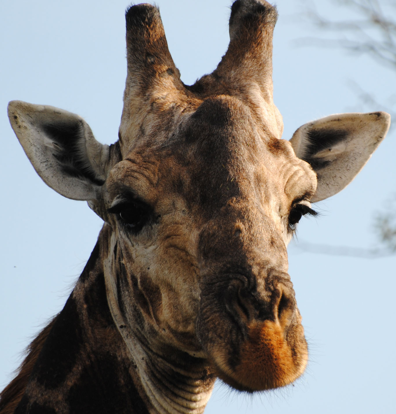 Thornybush Nature Reserve