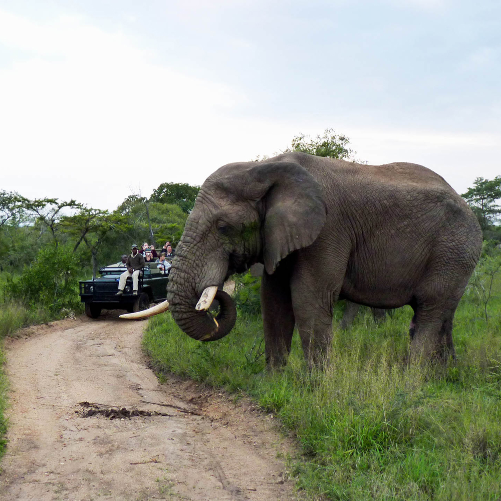 Thornybush Nature Reserve