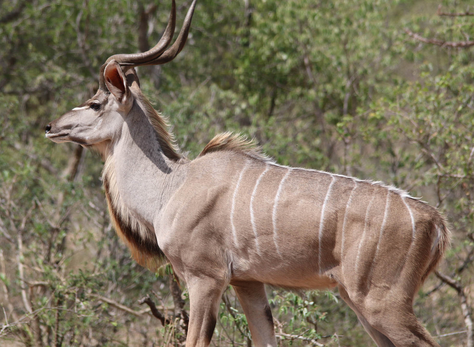 Thornybush Nature Reserve