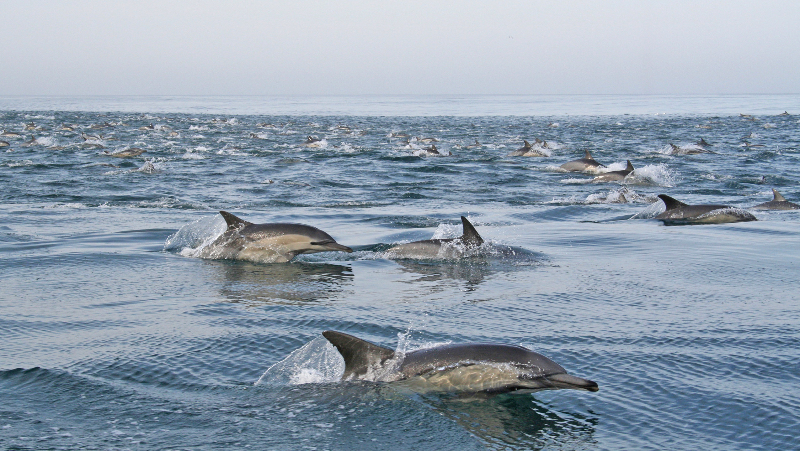 Dolphins South Africa