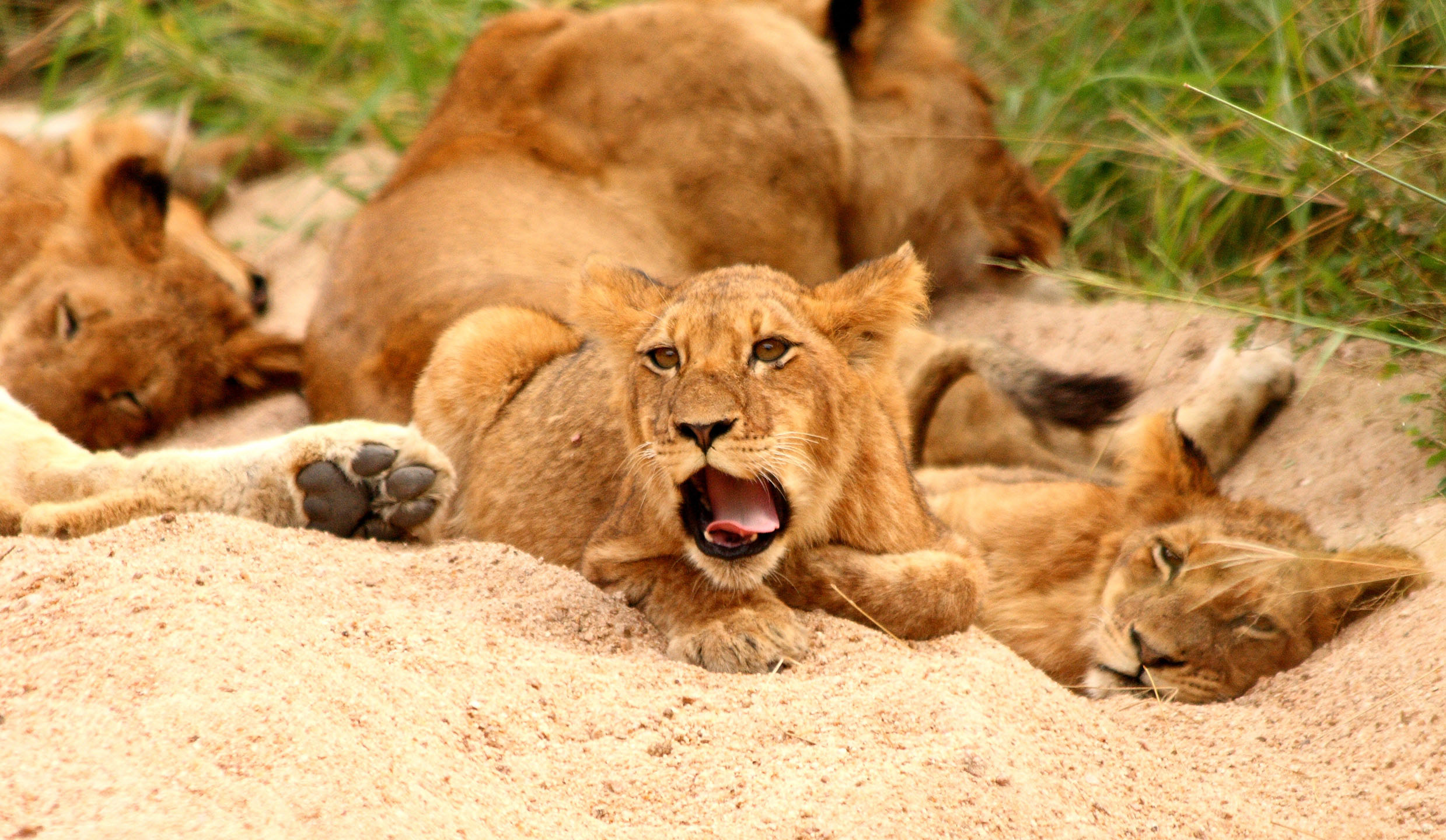 Thornybush Nature Reserve