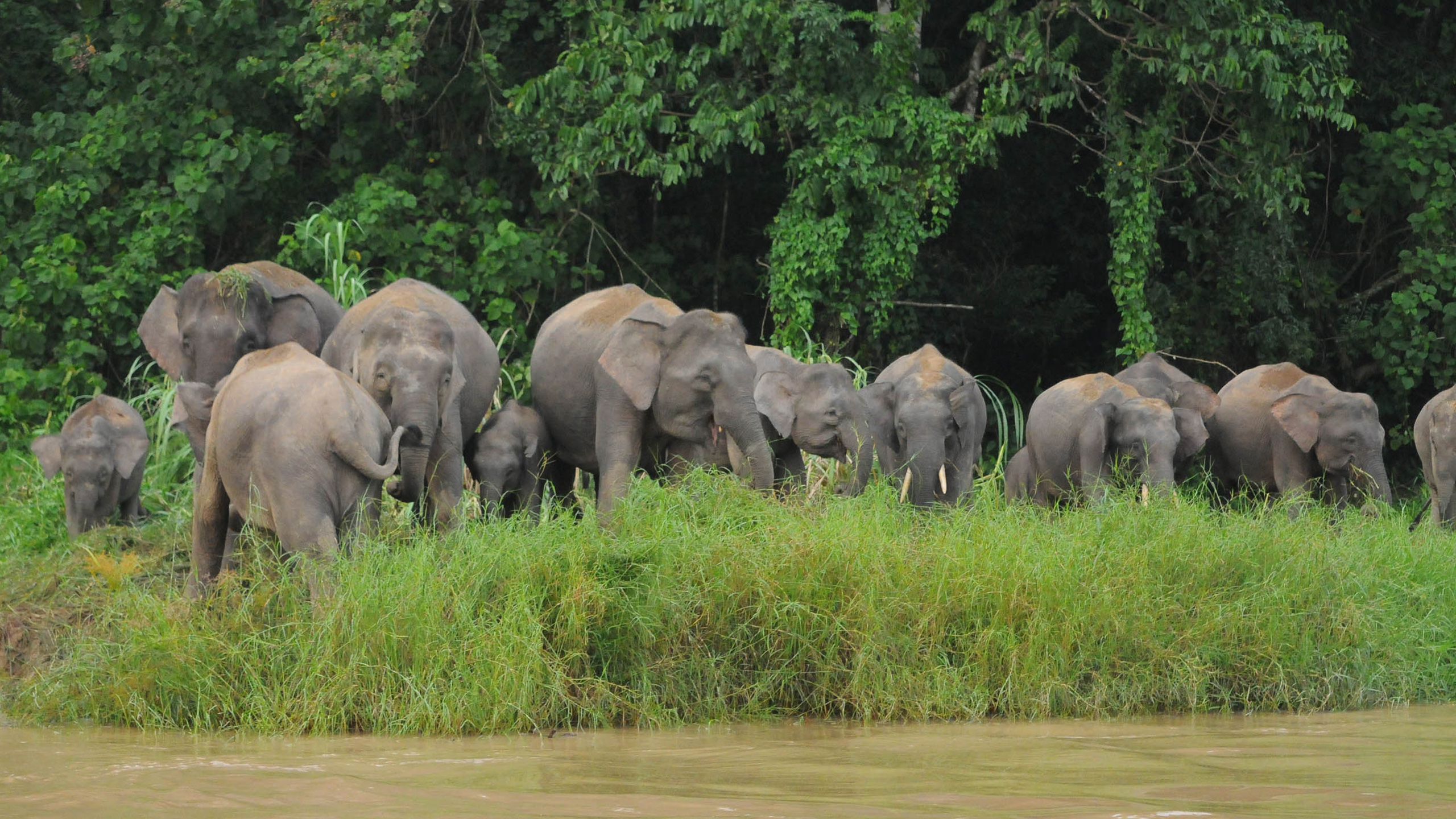 Kinabatangan Wetlands Resort