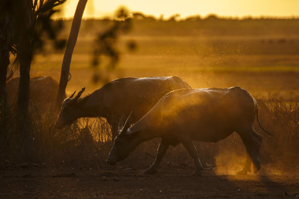 Lord's Kakadu and Arnhemland Safaris