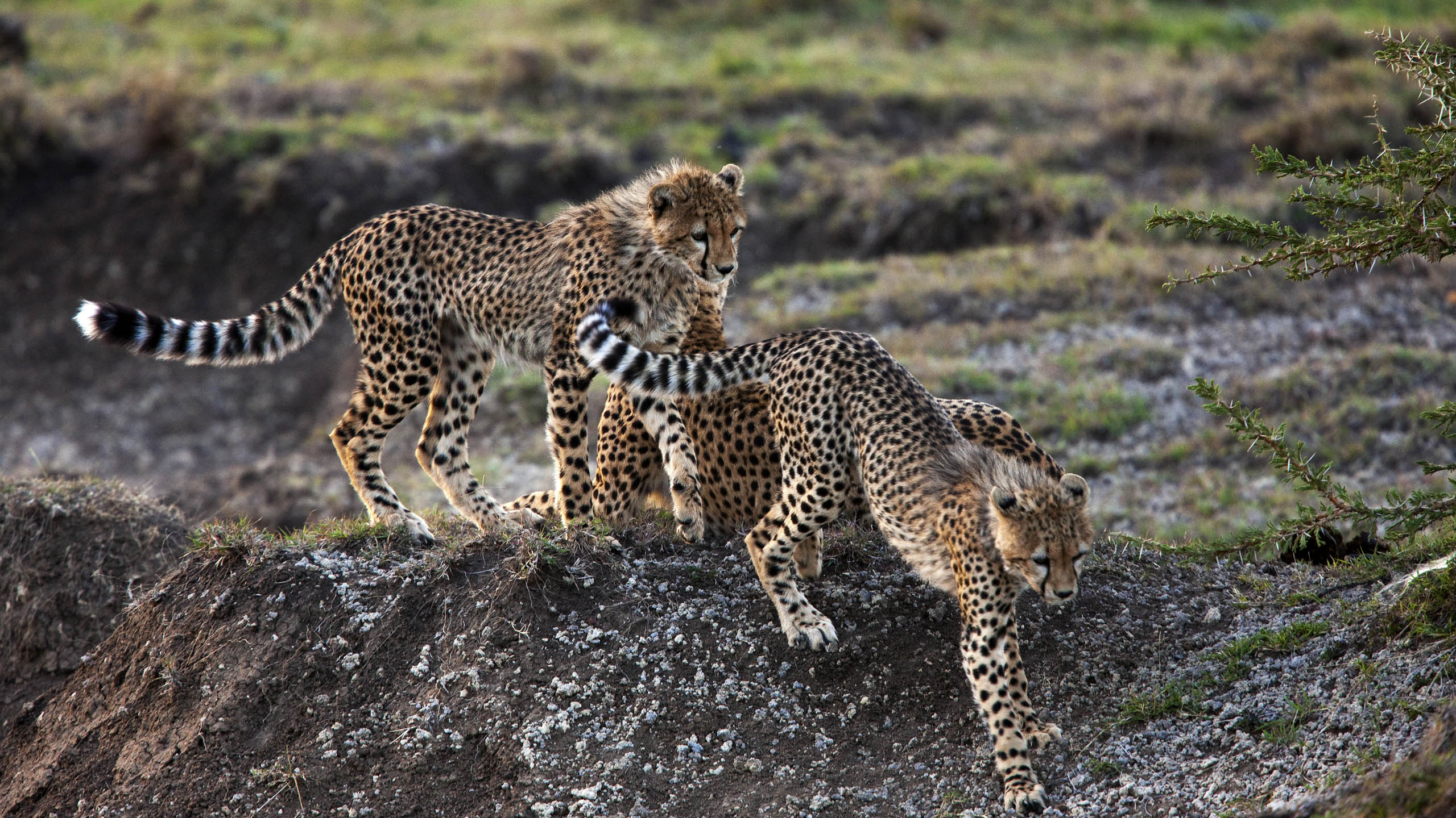 Mara Expedition Camp