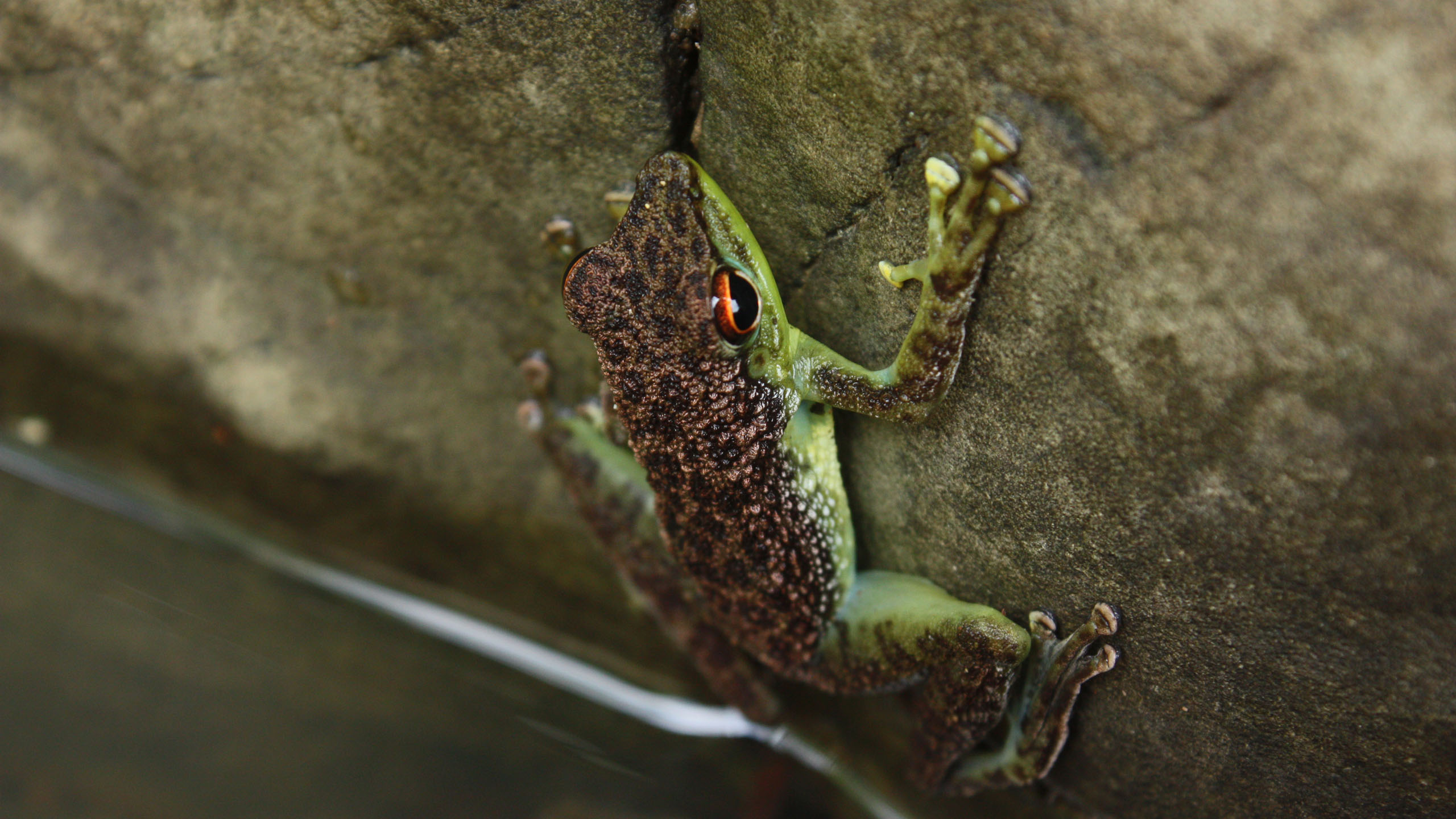 Tabin Wildlife Resort