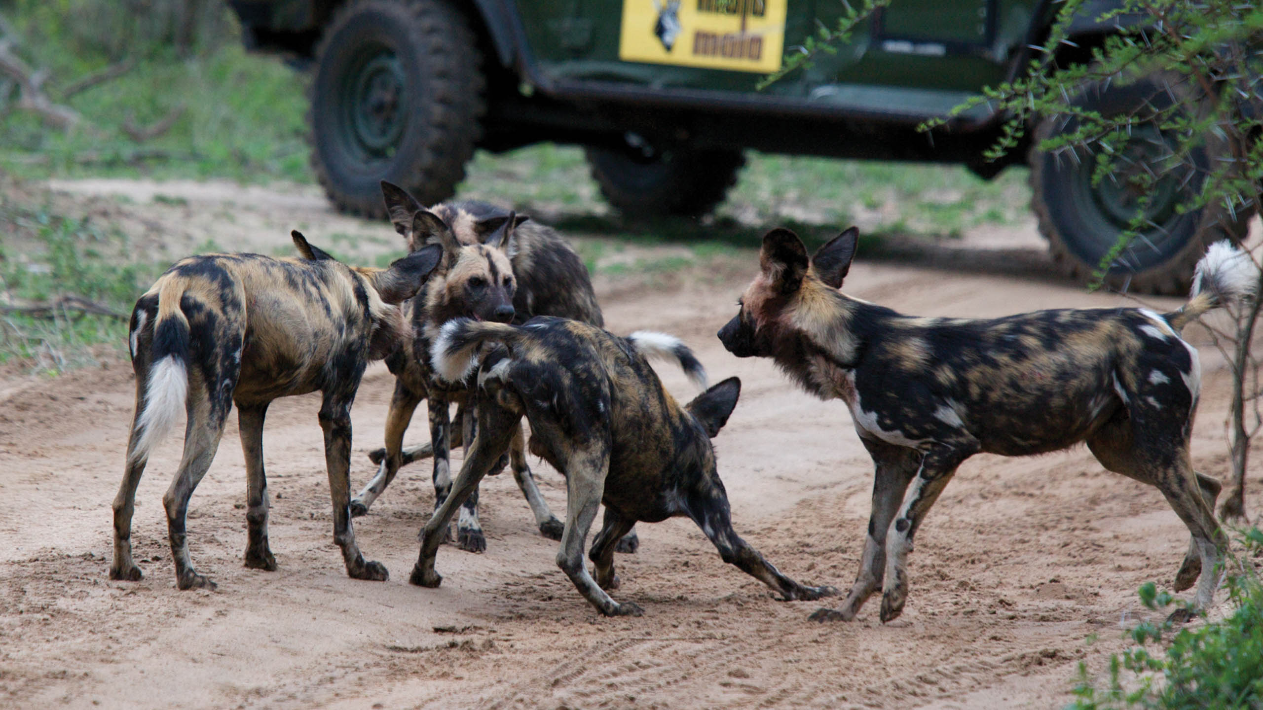 MalaMala Game Reserve