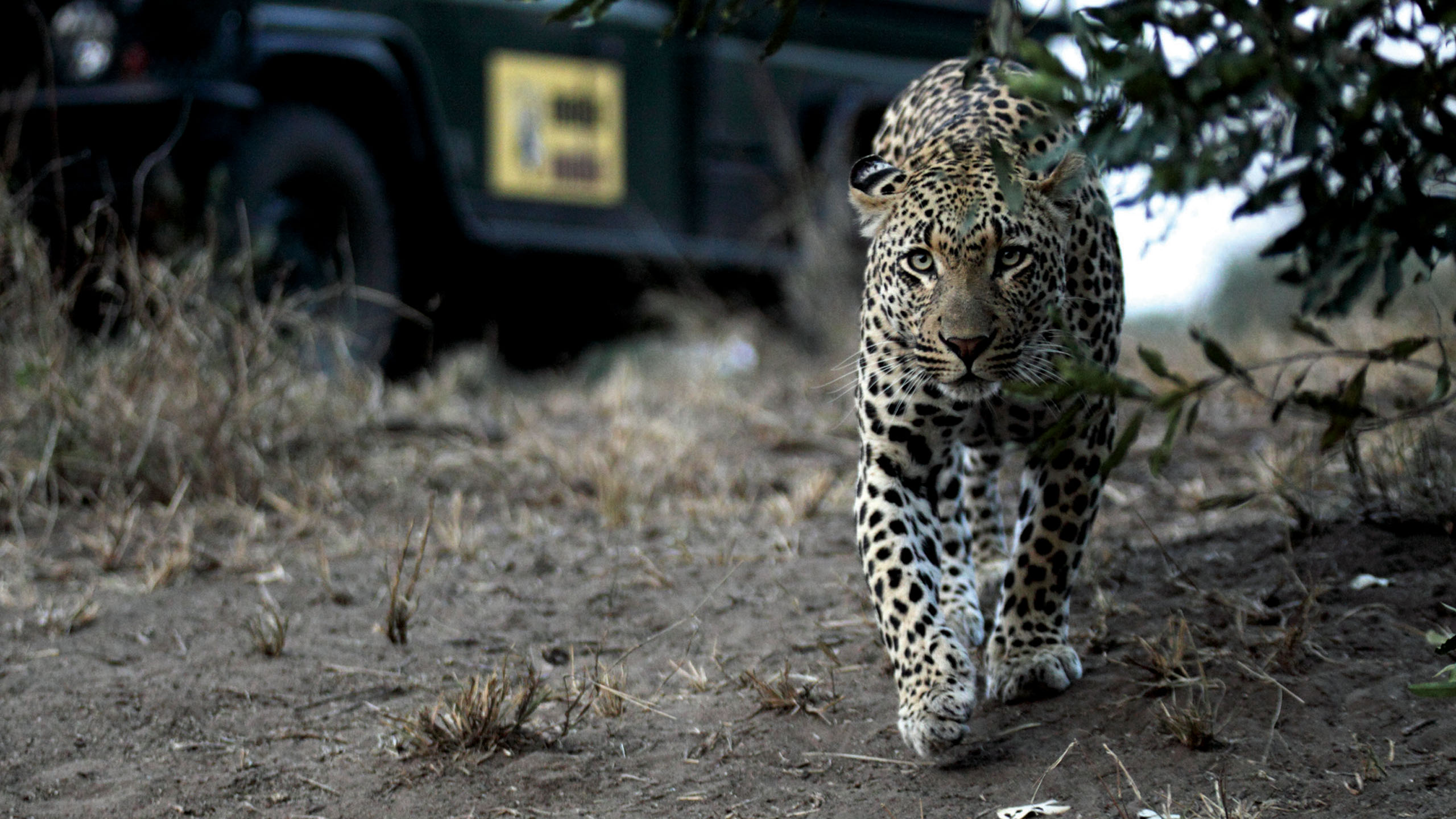 MalaMala Game Reserve