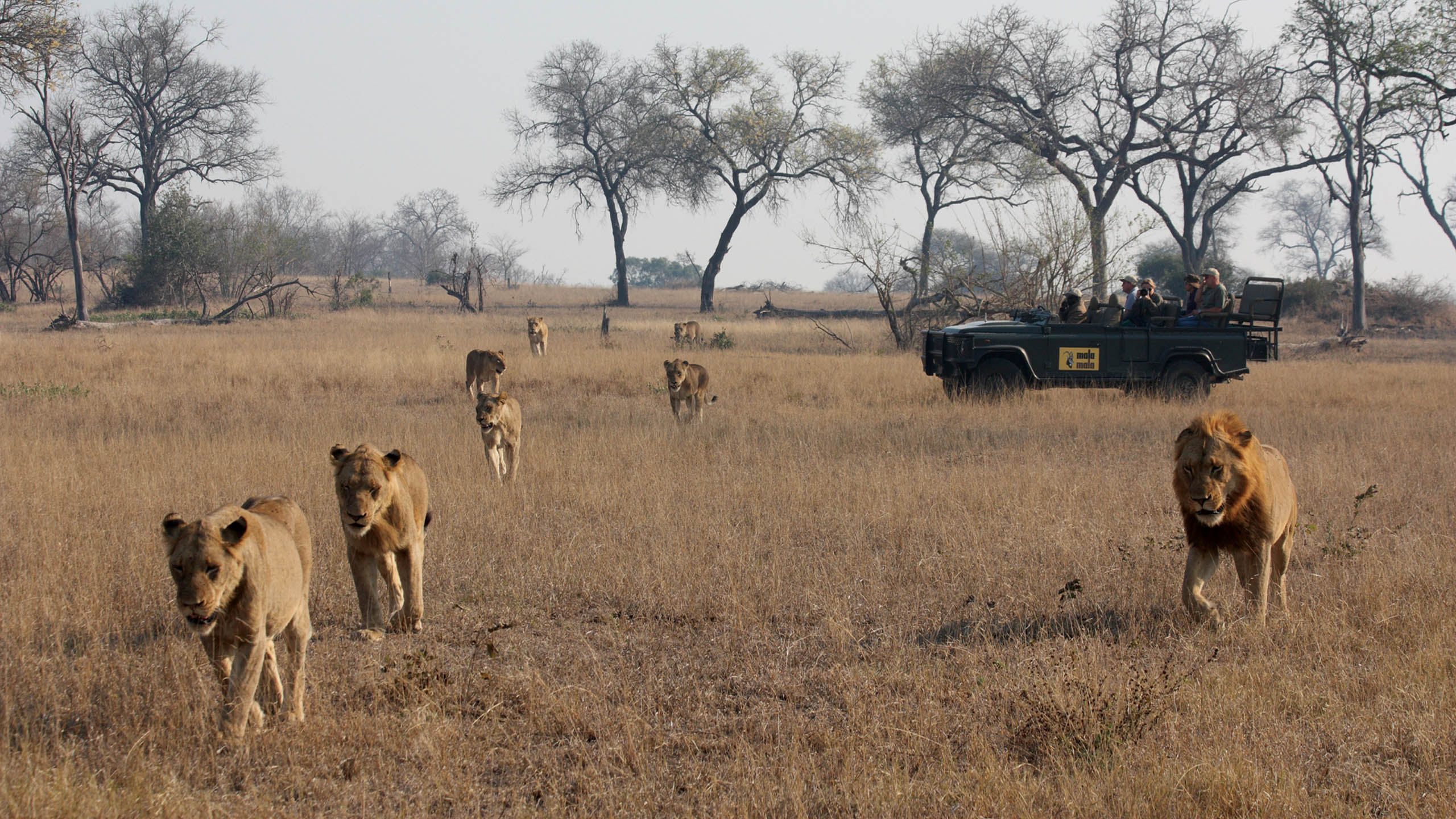 MalaMala Game Reserve