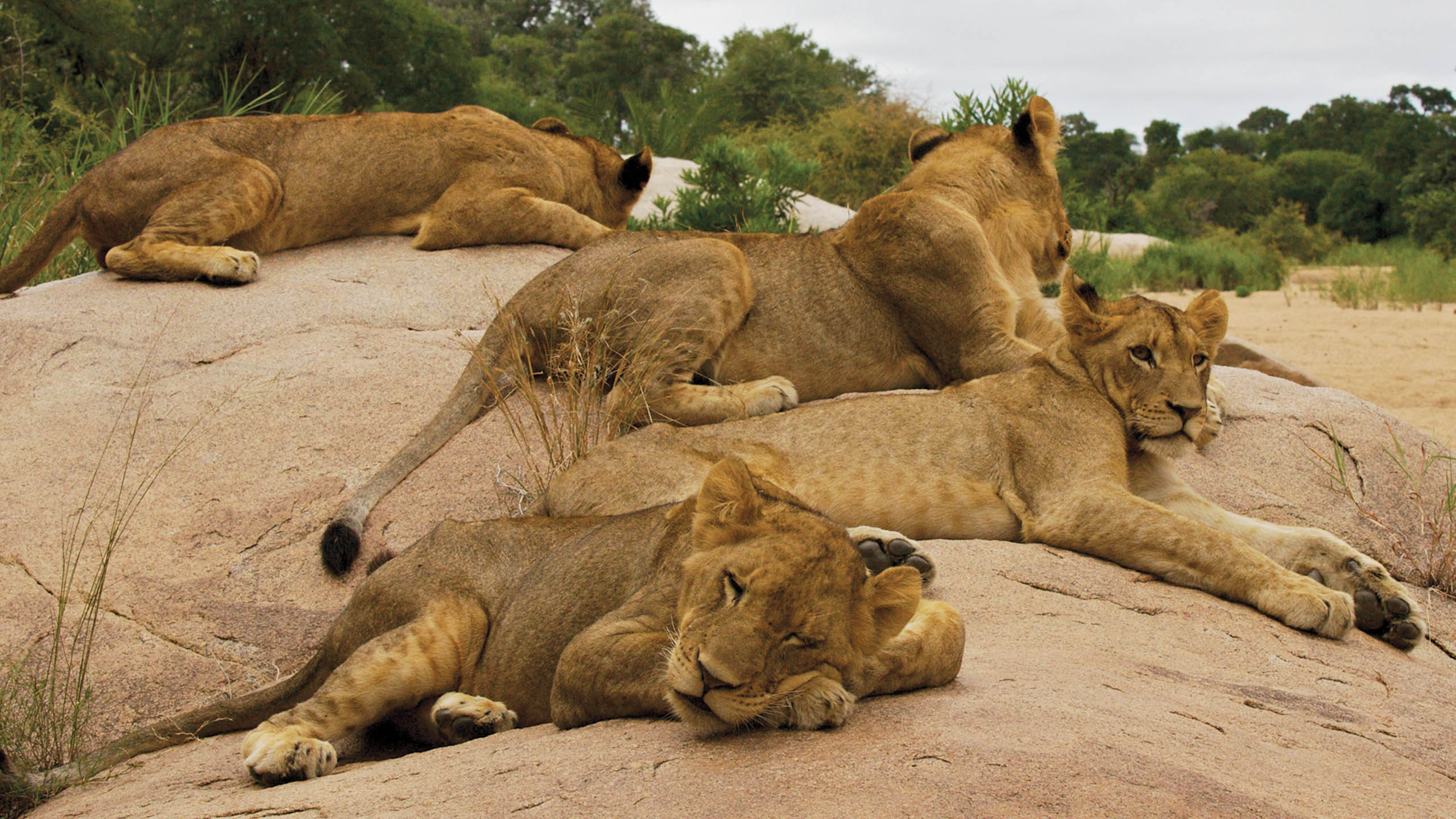 MalaMala Game Reserve