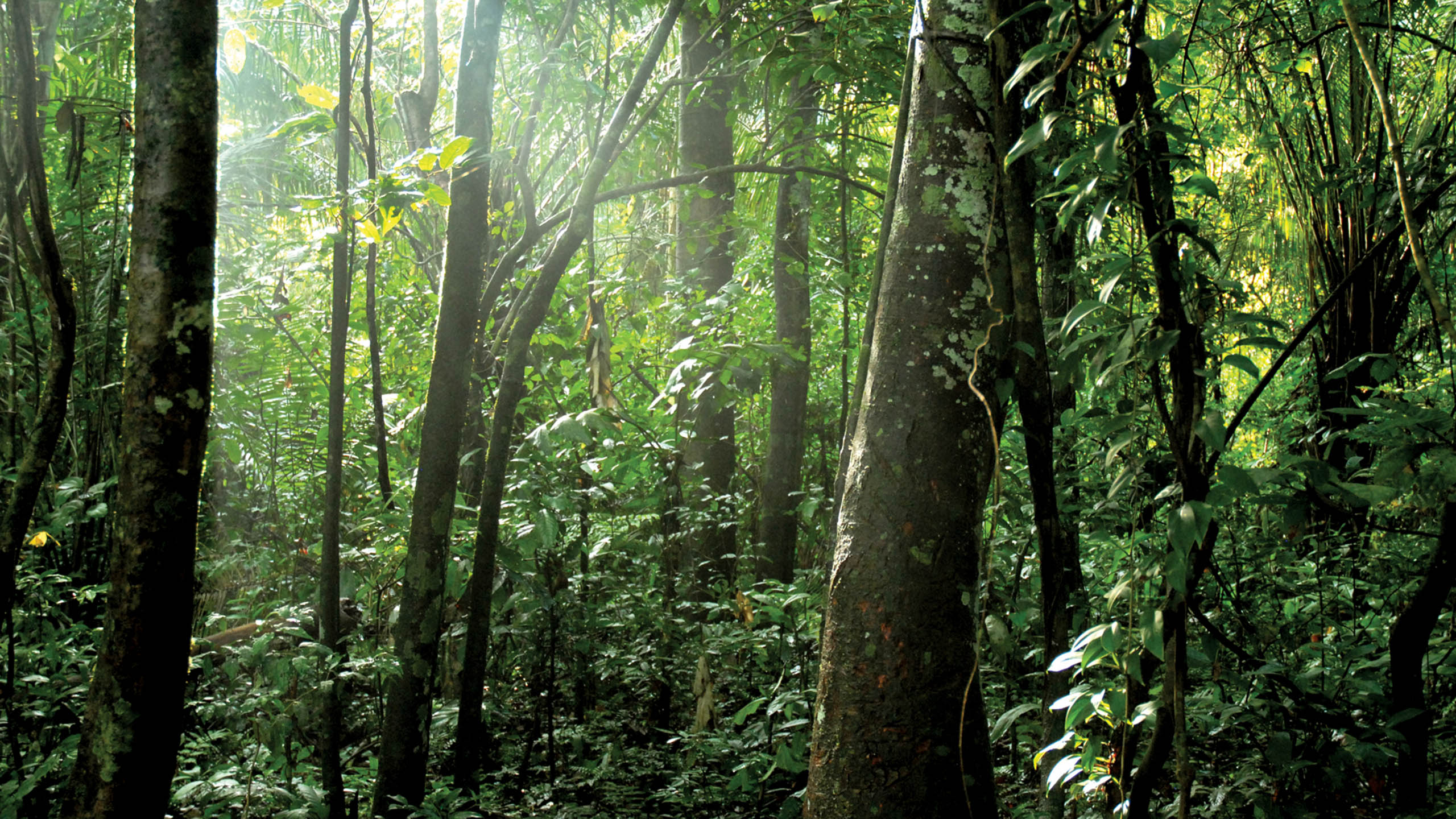 Amazon Field Station byInkaterra