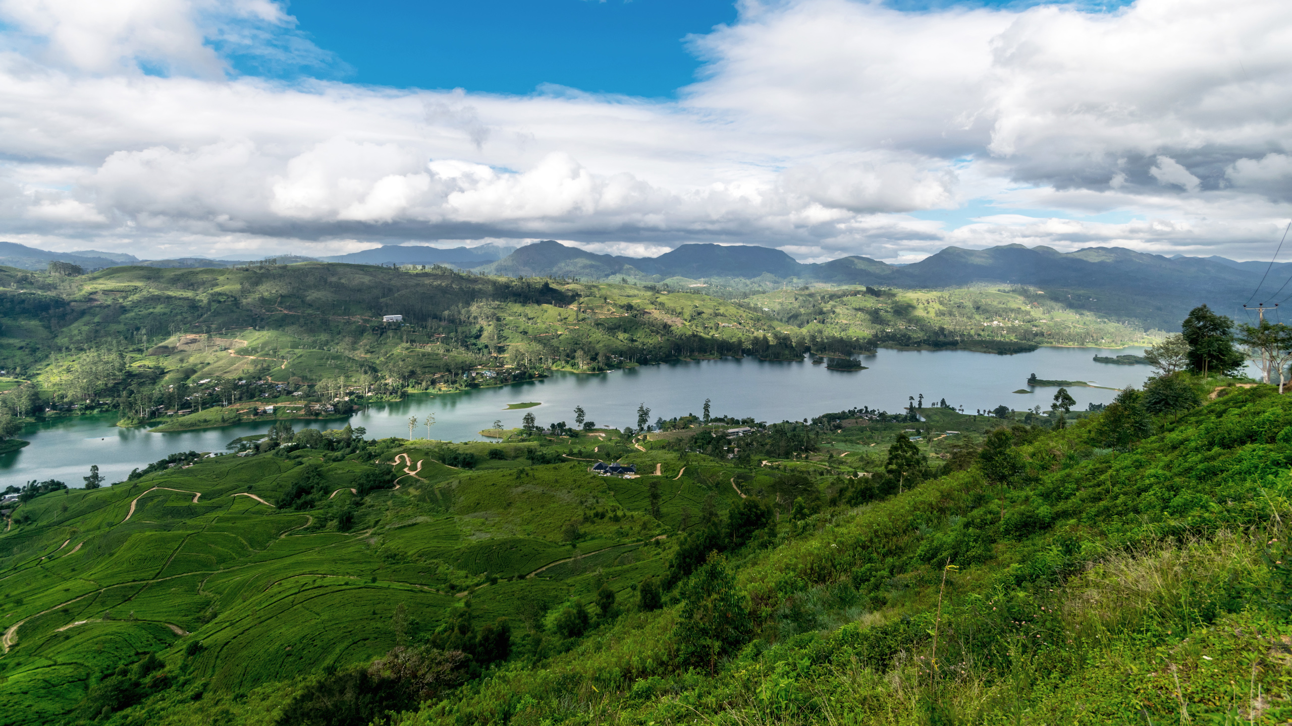 Camellia Hills
