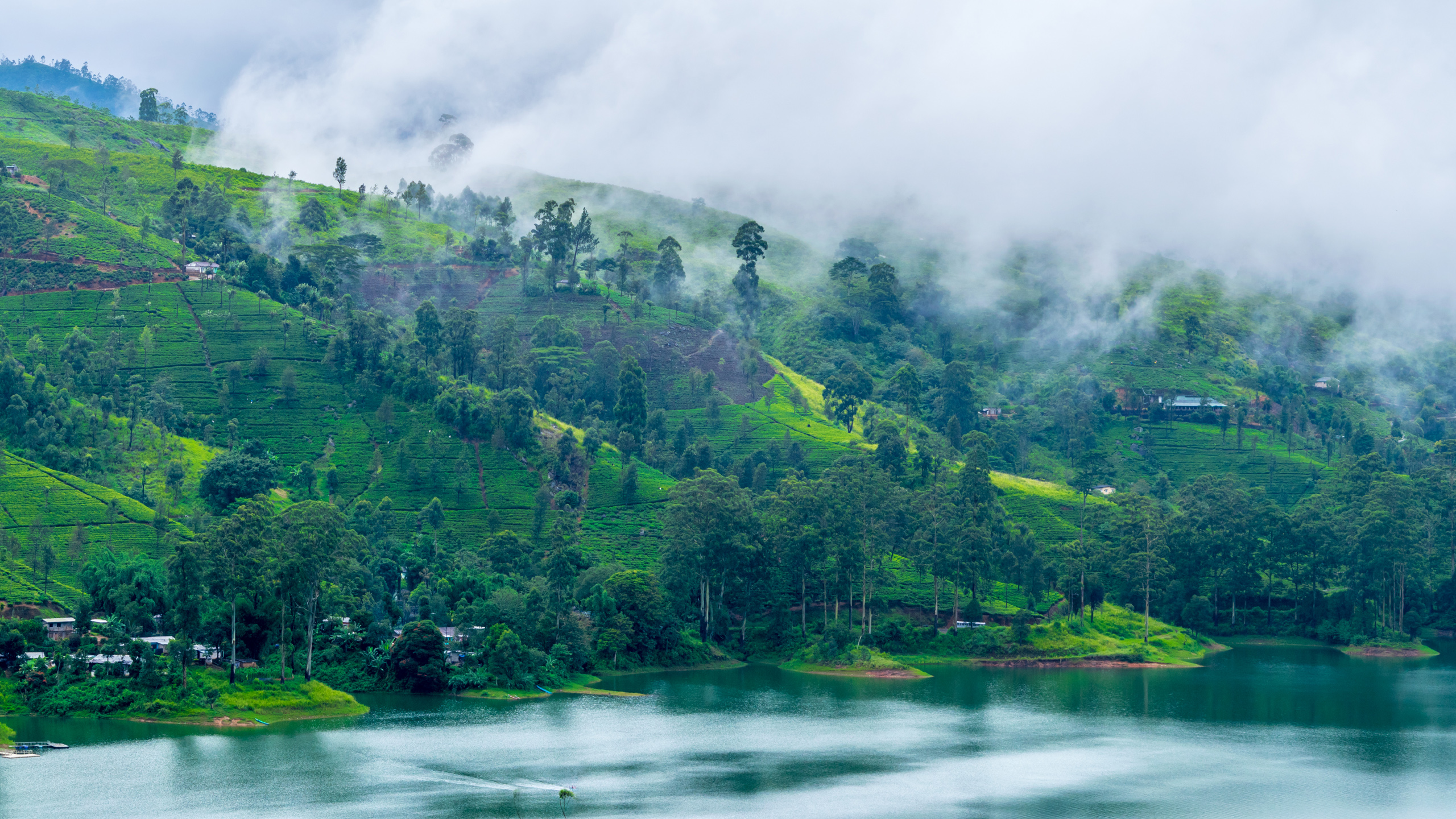 Camellia Hills