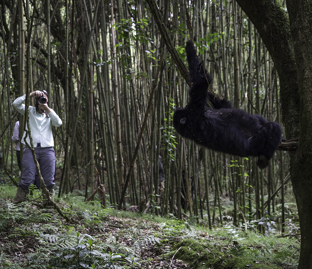 A photographer takes a picture of a large black gorilla hanging from a tree in a bamboo forest.