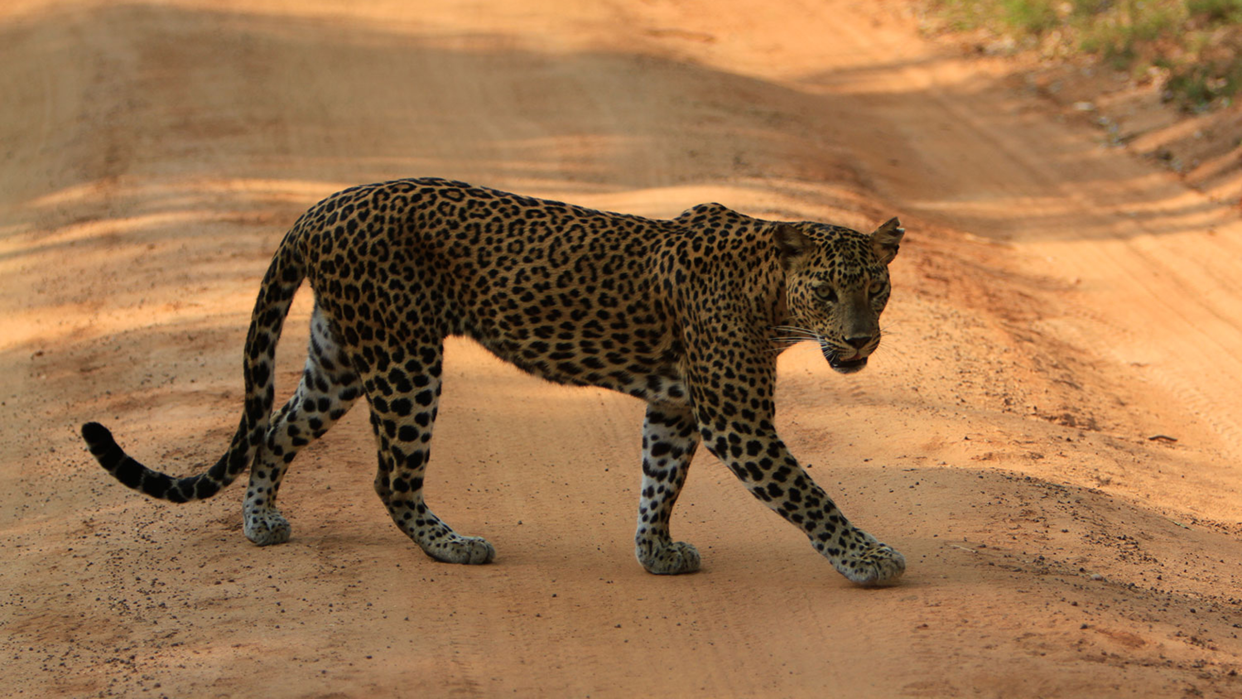 Noel Rodrigo’s Leopard Safari Camp