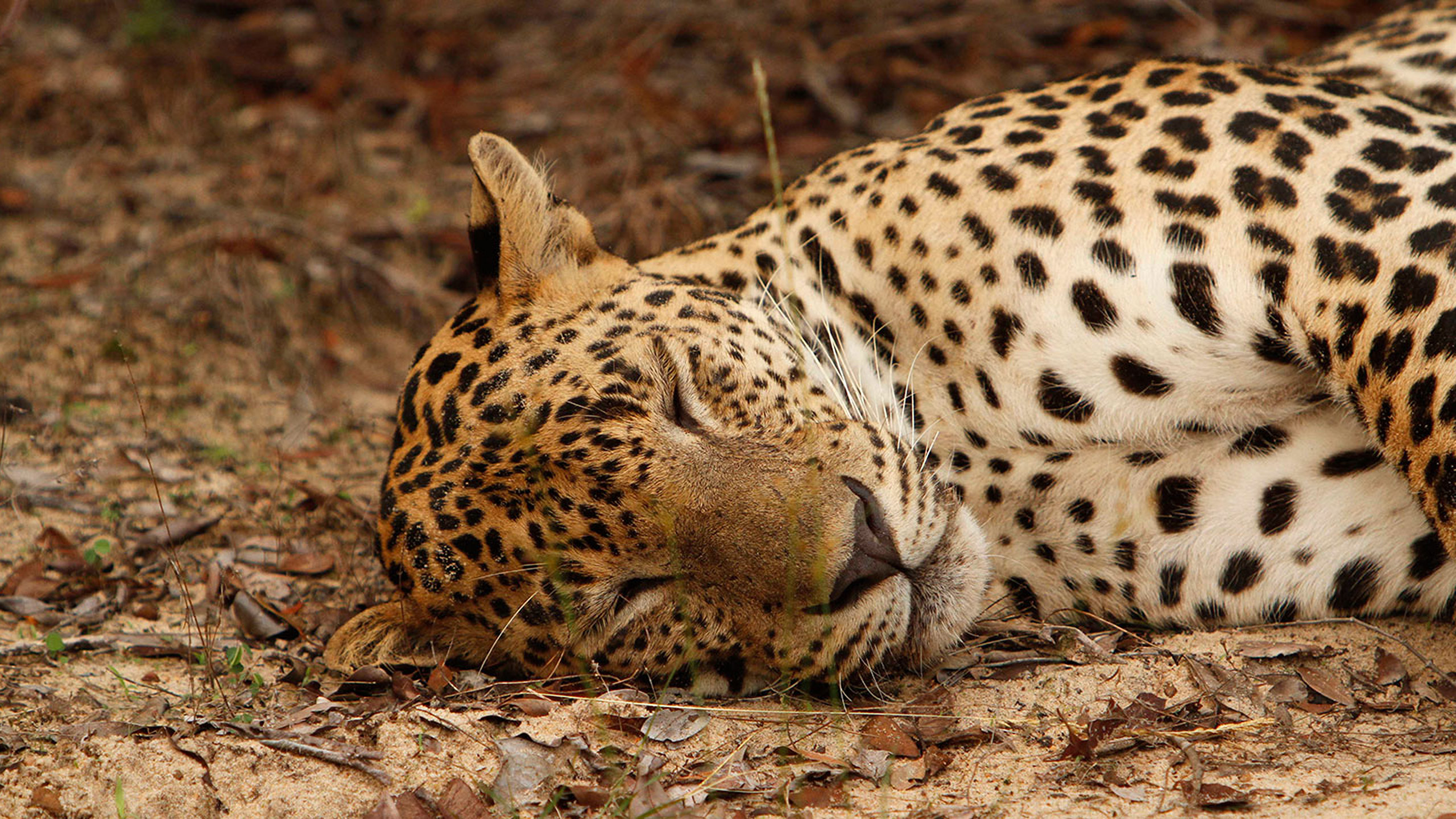 Noel Rodrigo’s Leopard Safari Camp