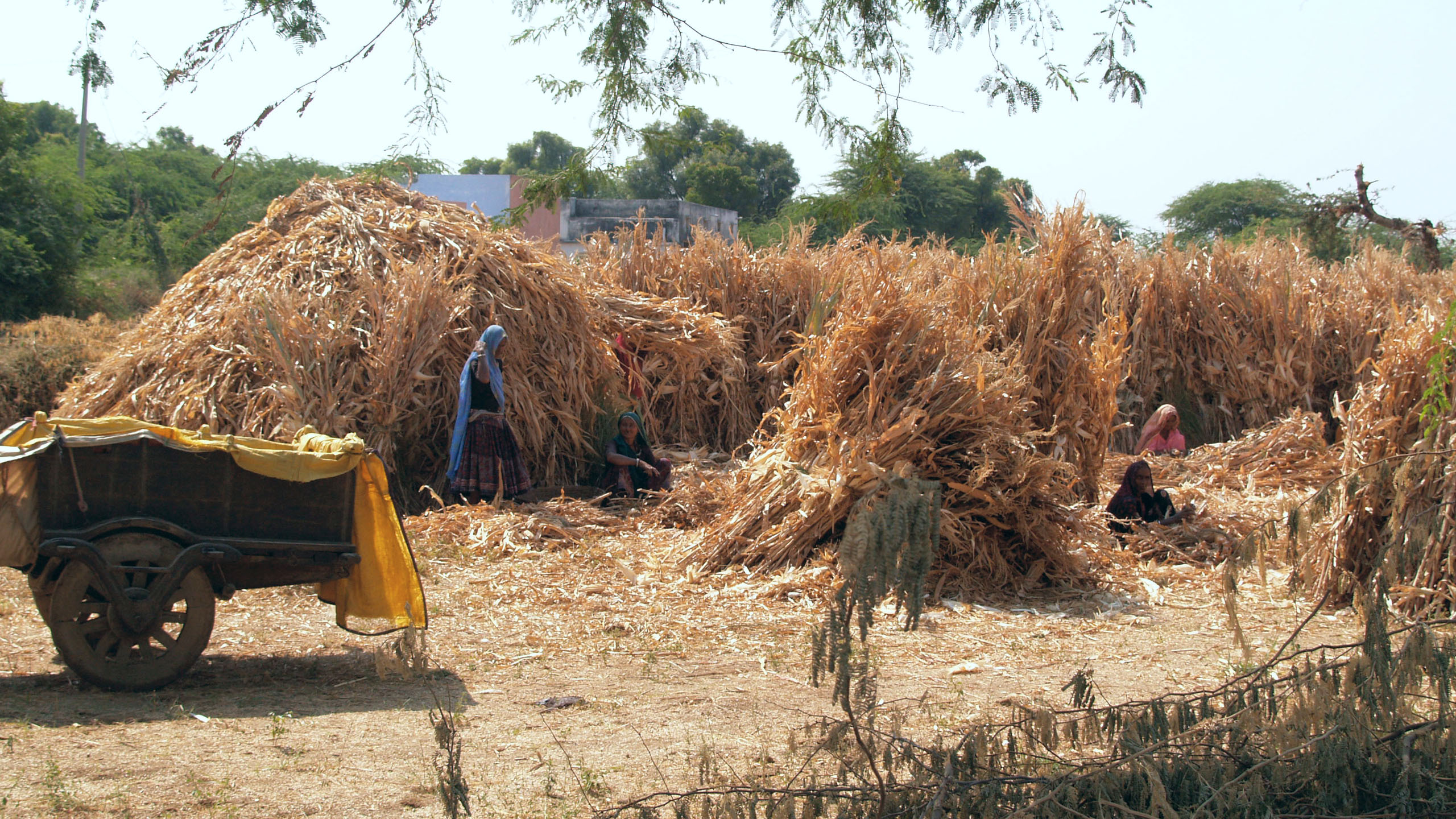 Shahpura Bagh