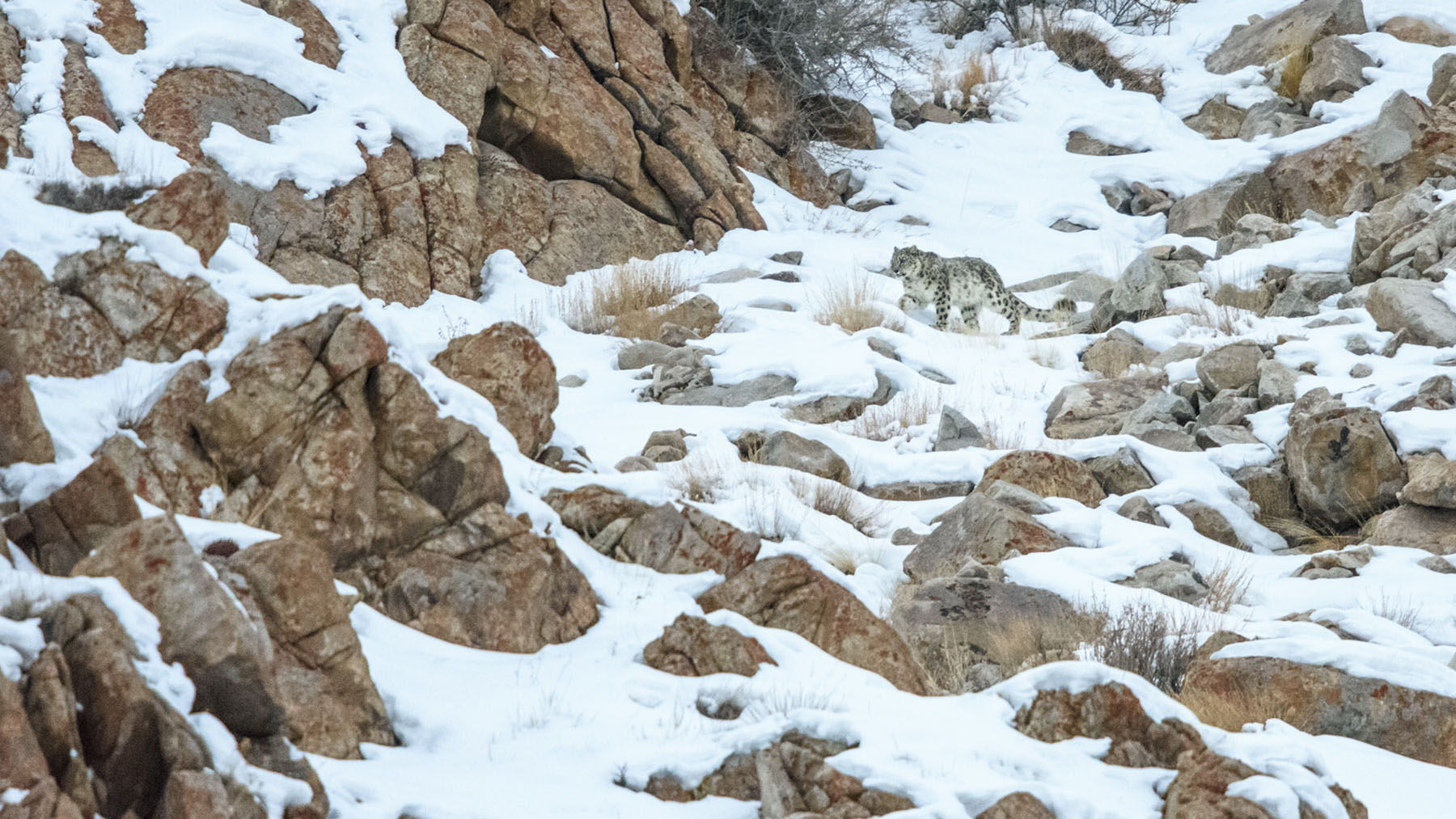 Snow Leopard Lodge