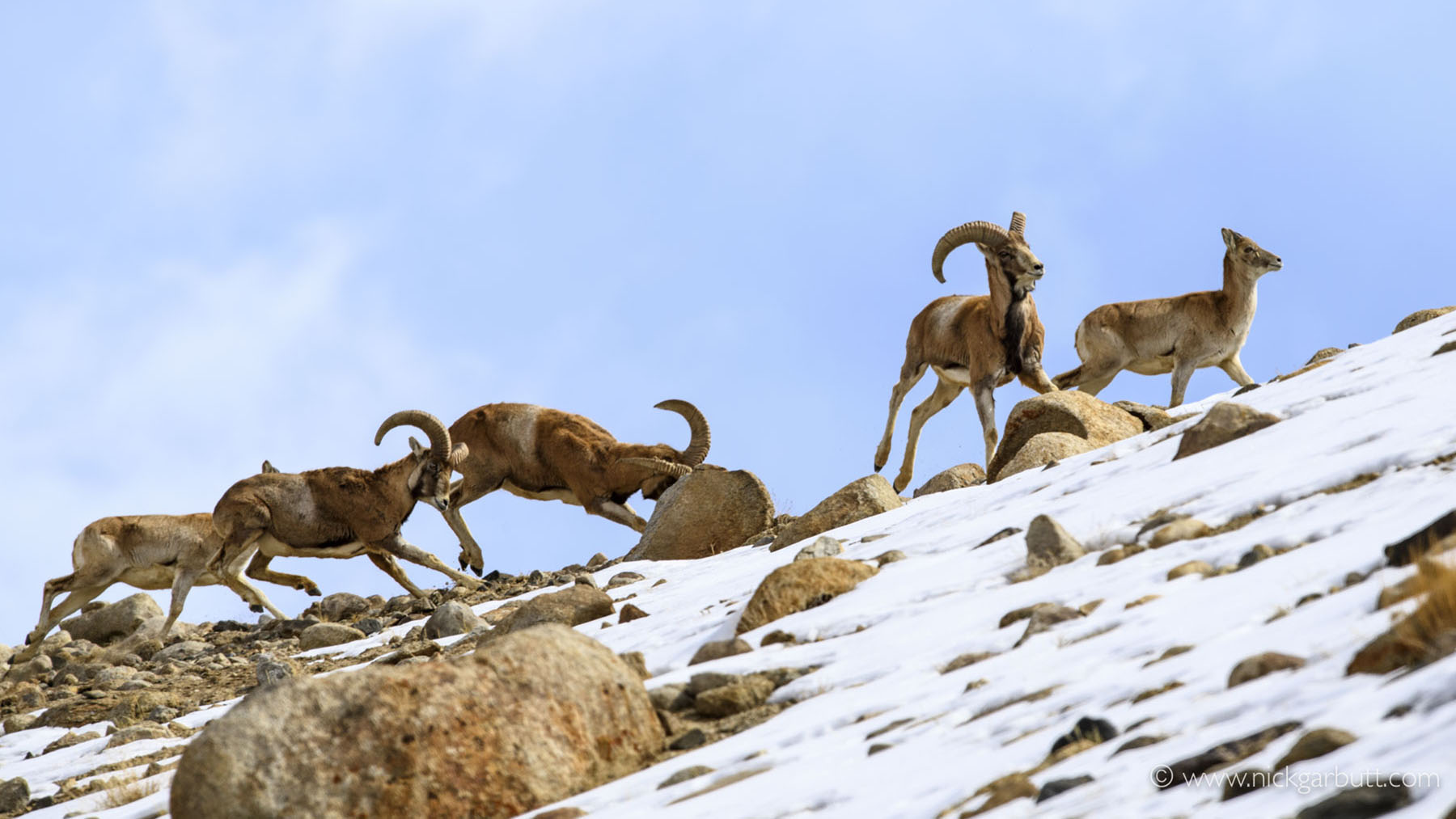 Snow Leopard Lodge