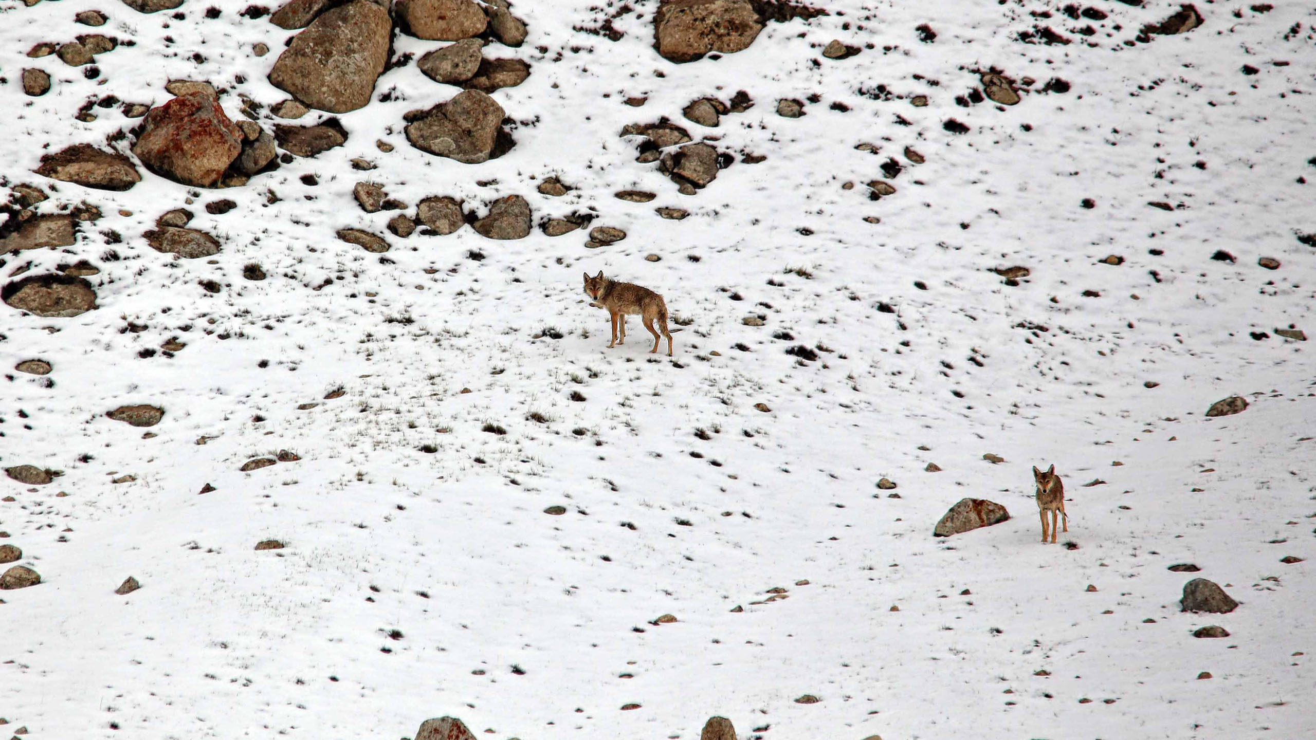 Snow Leopard Lodge