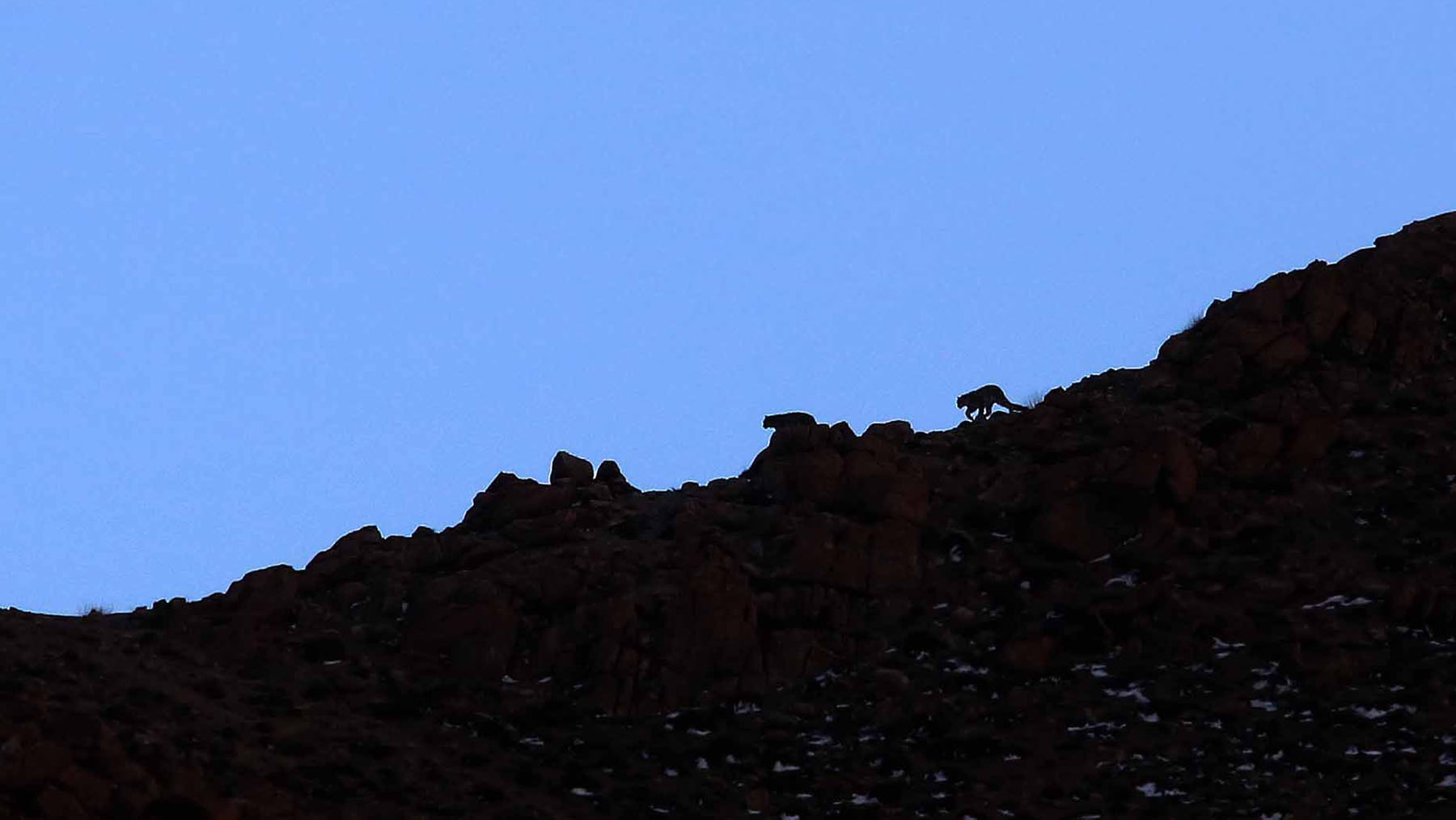 Snow Leopard Lodge