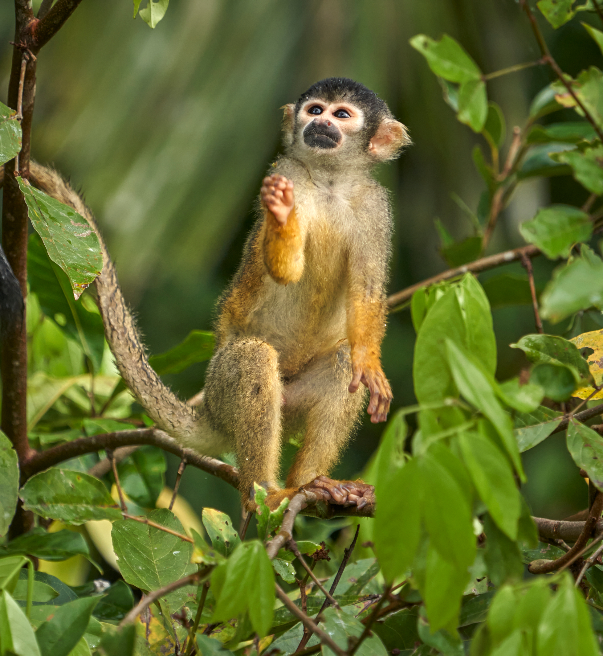 Tambopata Research Center
