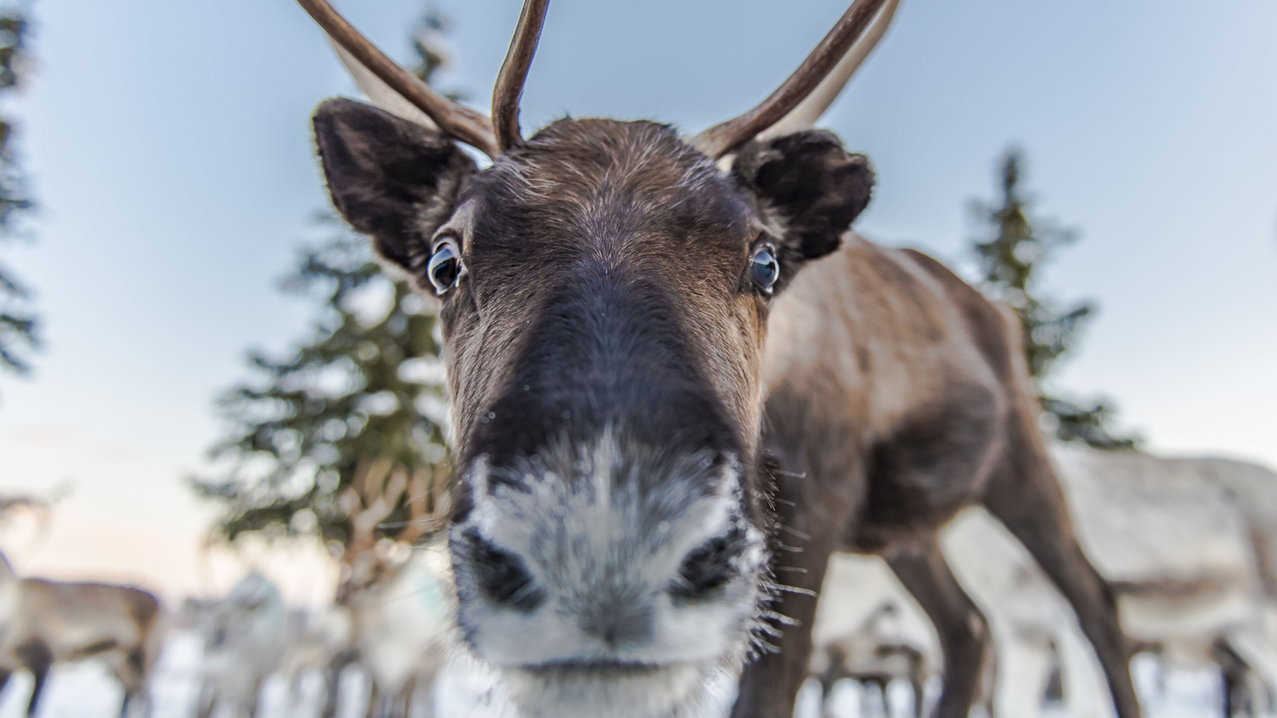 Sápmi Nature Camp