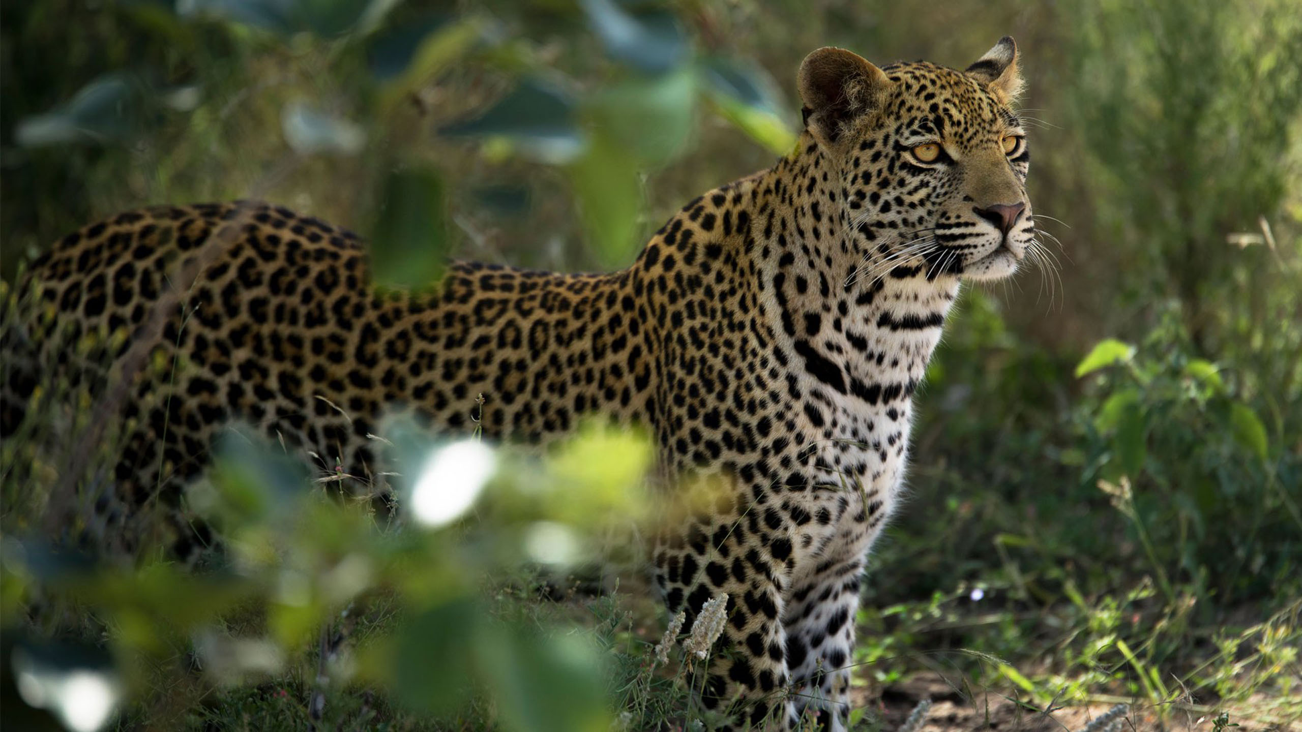 Silvan Safari Lodge