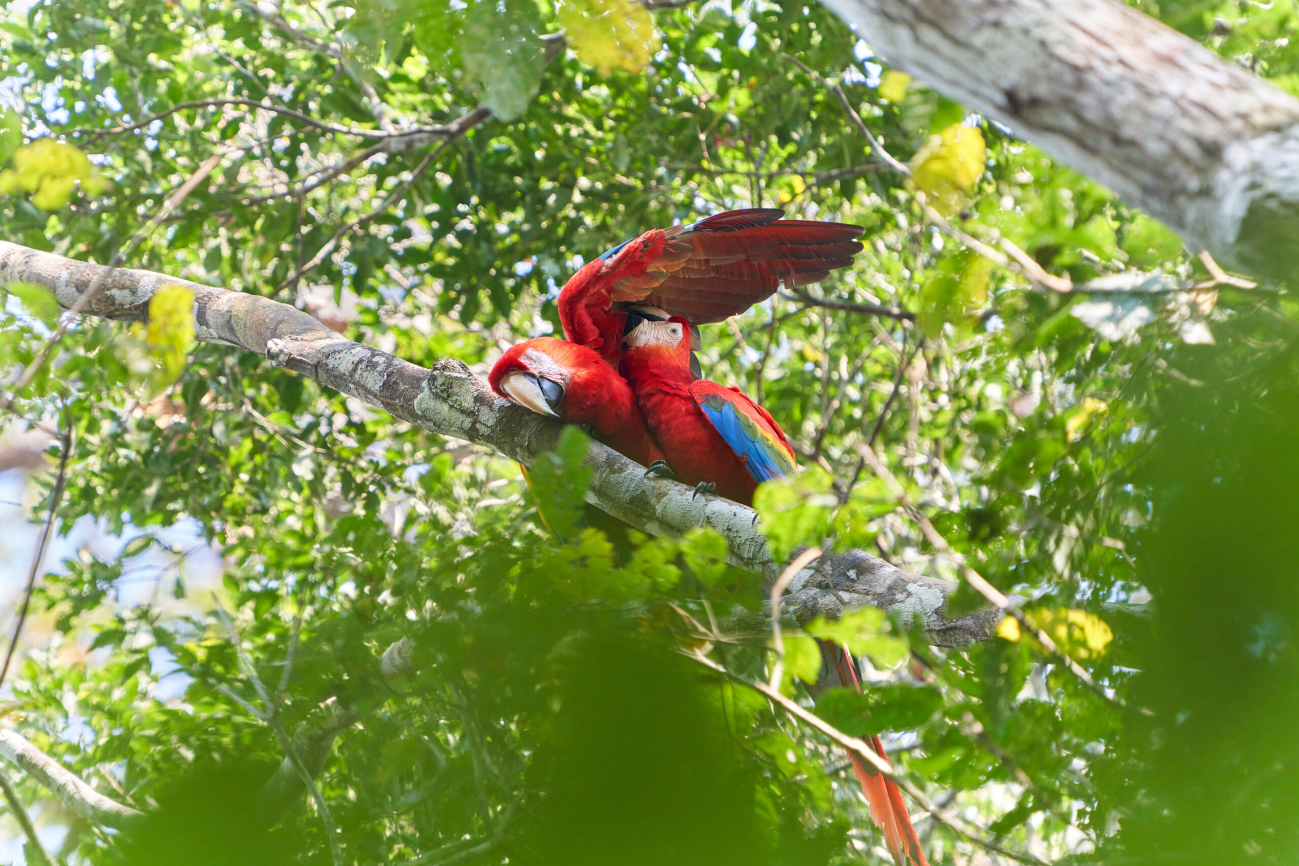 Tambopata Research Center