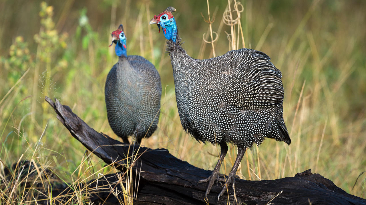Wilderness Linyanti Tented Camp