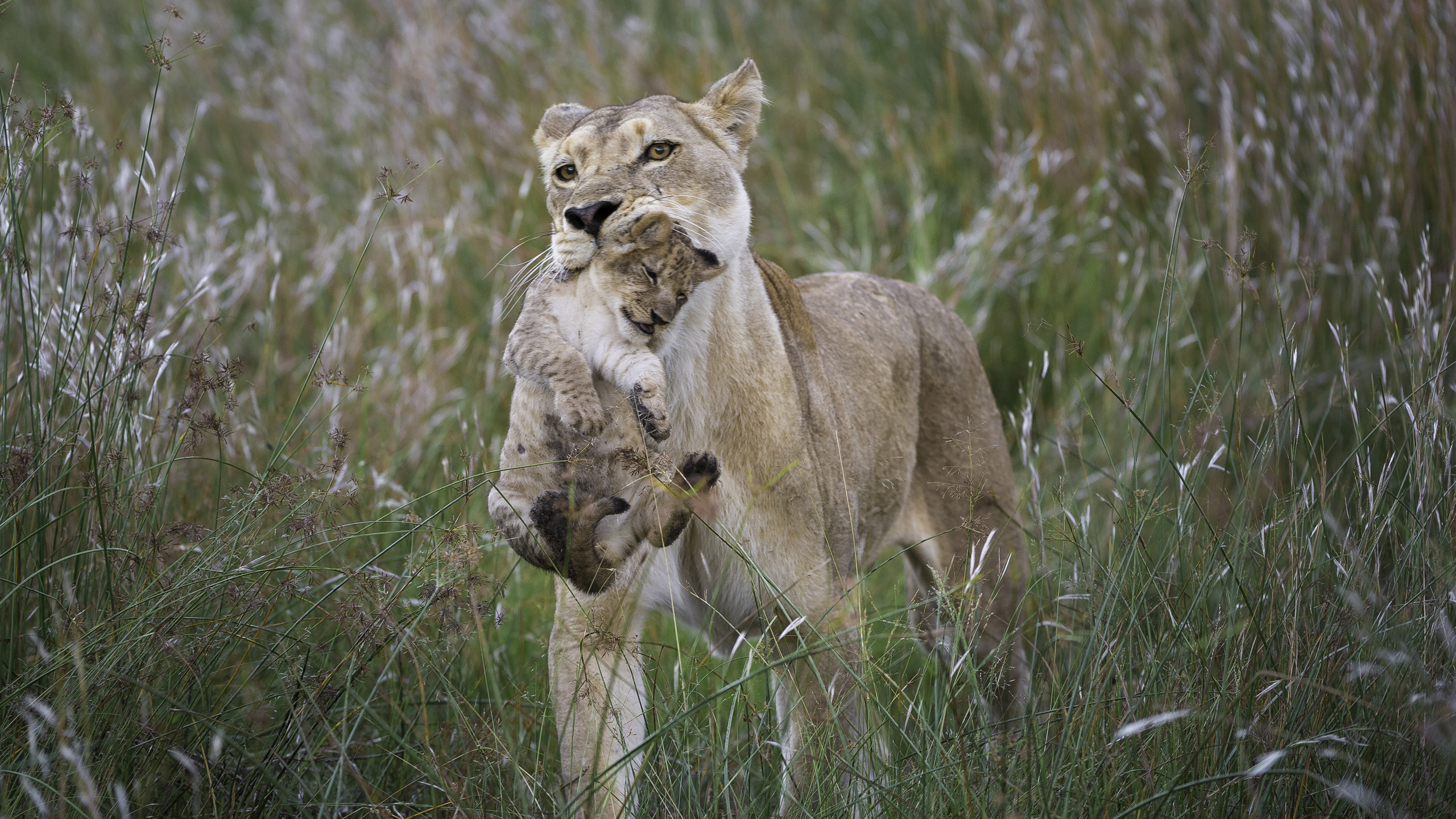 Wilderness Linyanti Tented Camp
