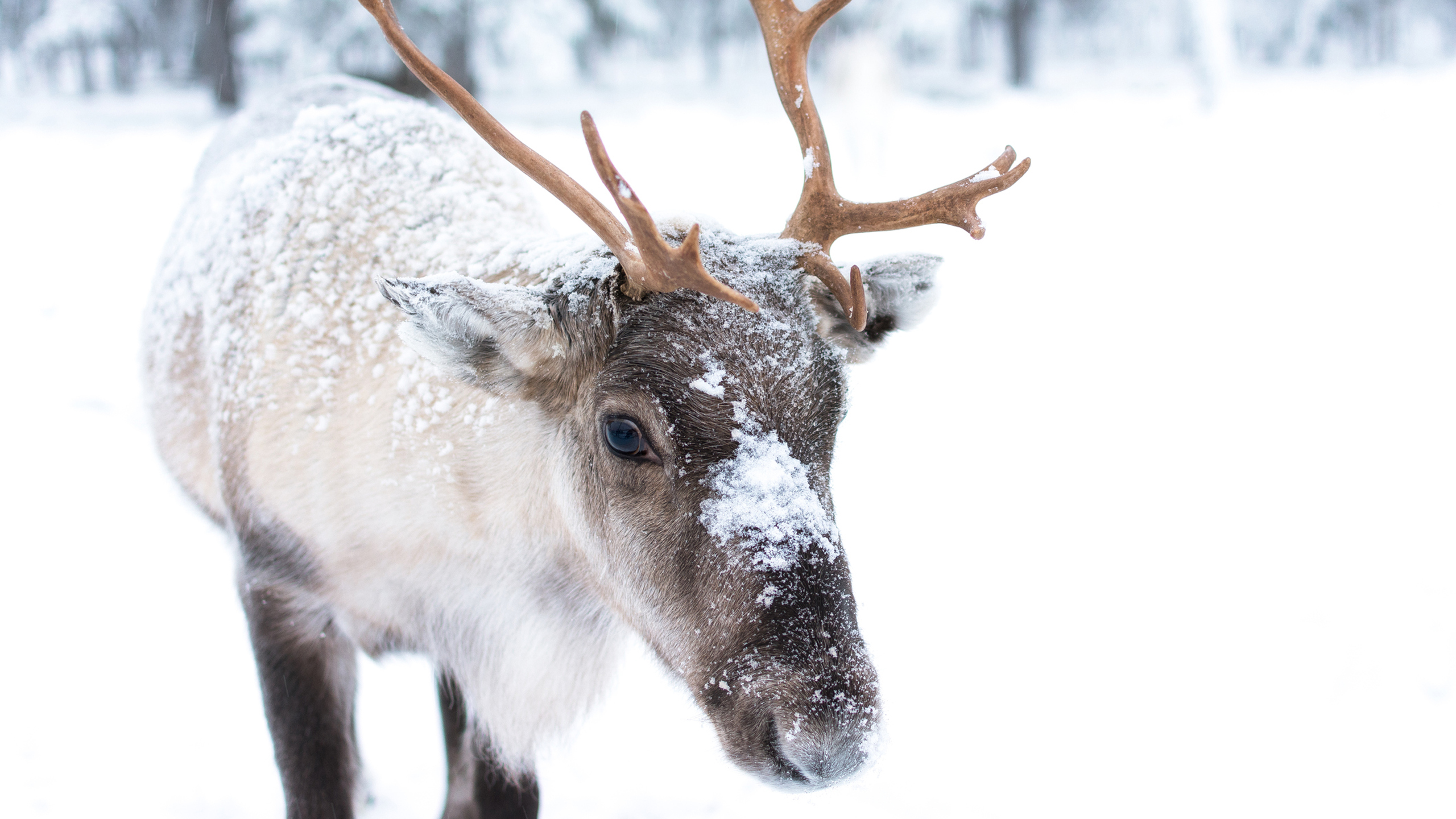 When is the Best Time to Visit Swedish Lapland? - Jacada Travel