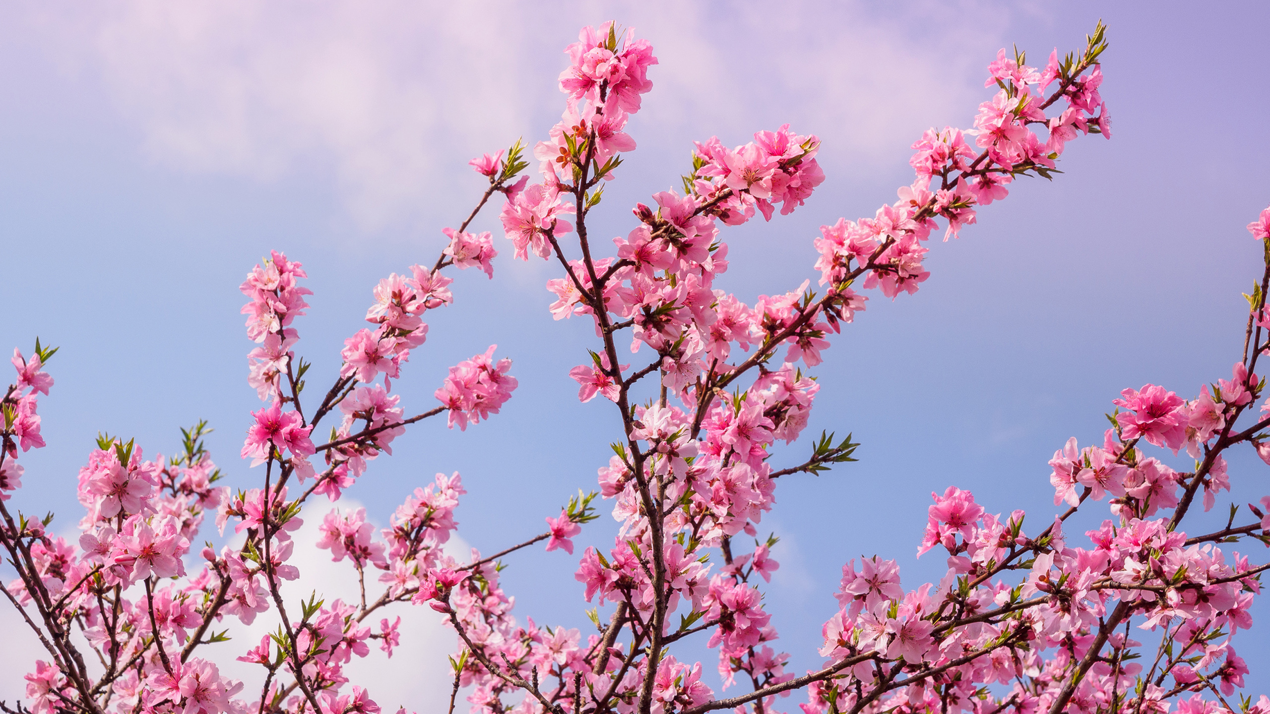 seoul-cherry-blossom.jpg