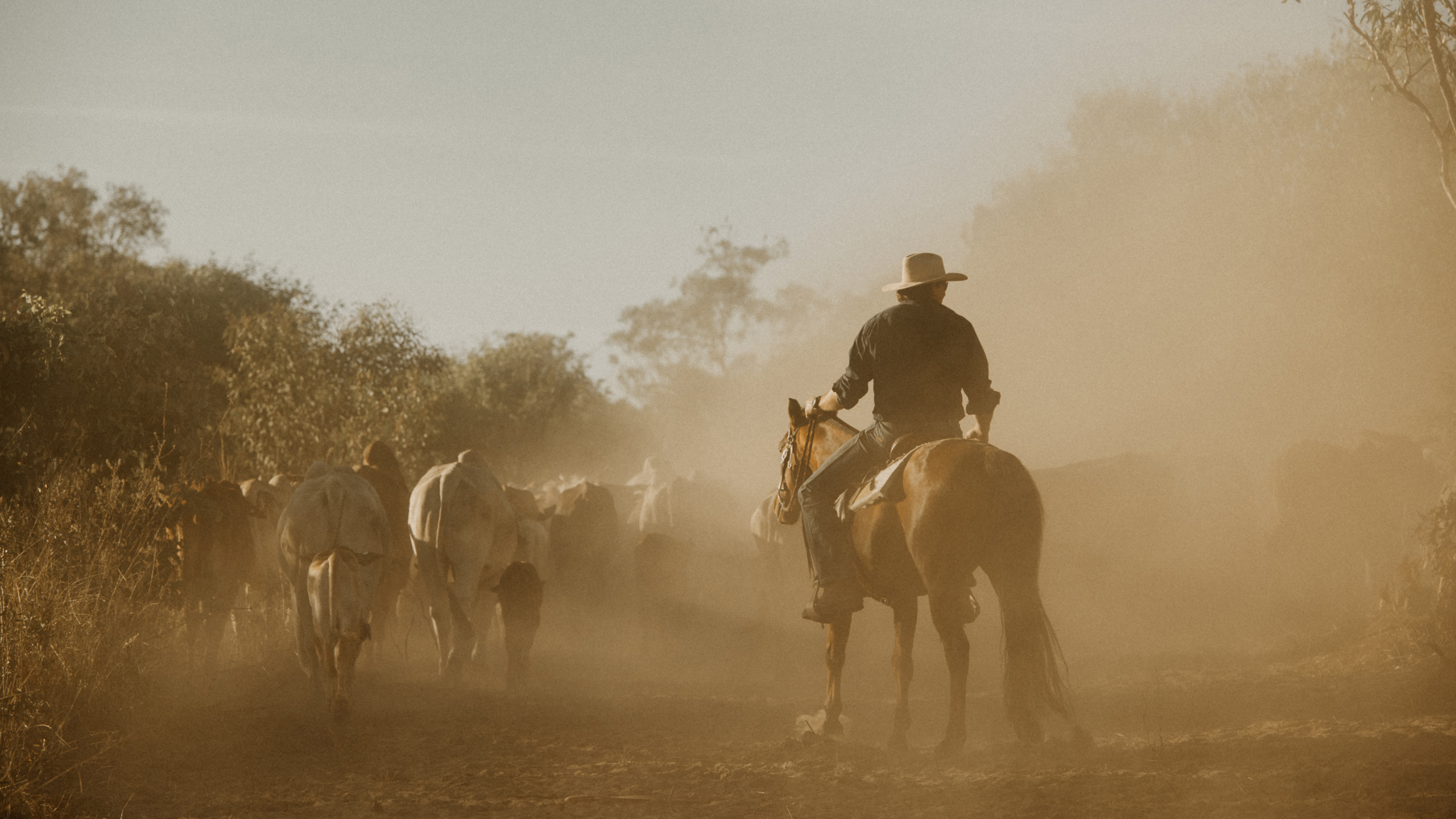 bullo-river-station-cattle