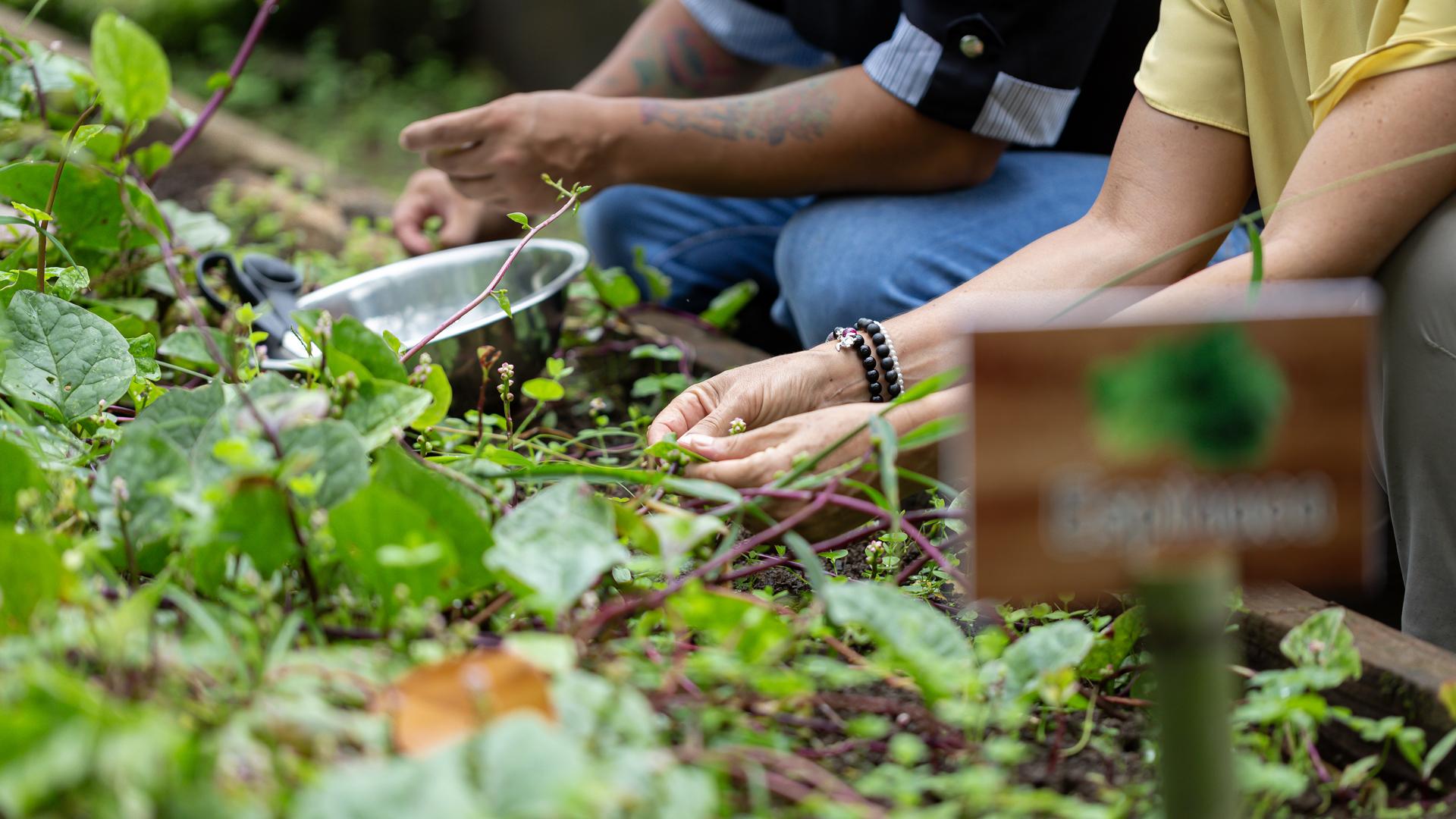Two people gardening, picking leaves near a "Basilicum" plant sign.