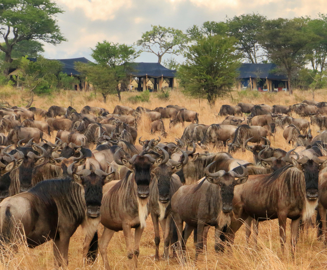 Songa Migrational Camp