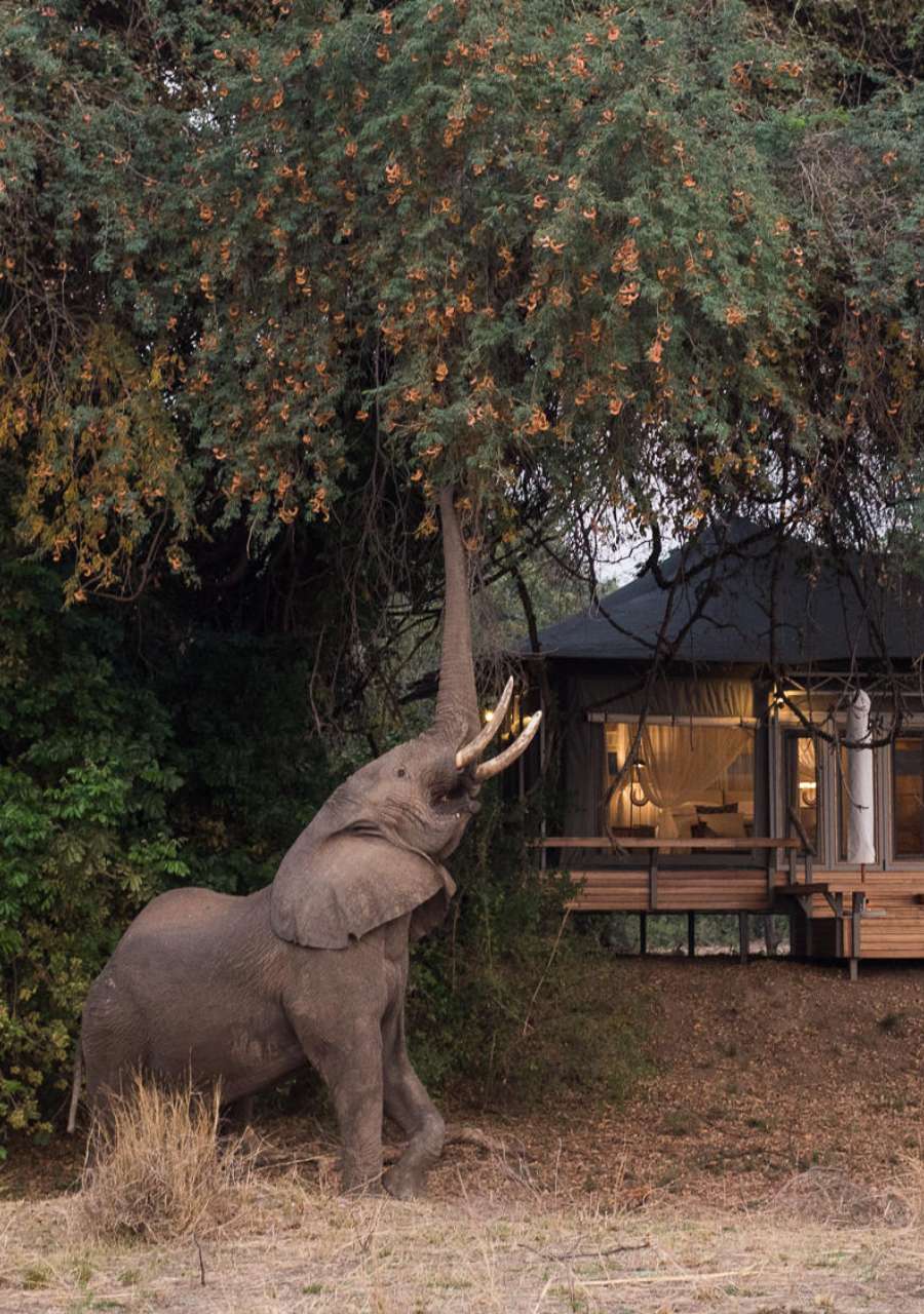 Wilderness Chikwenya