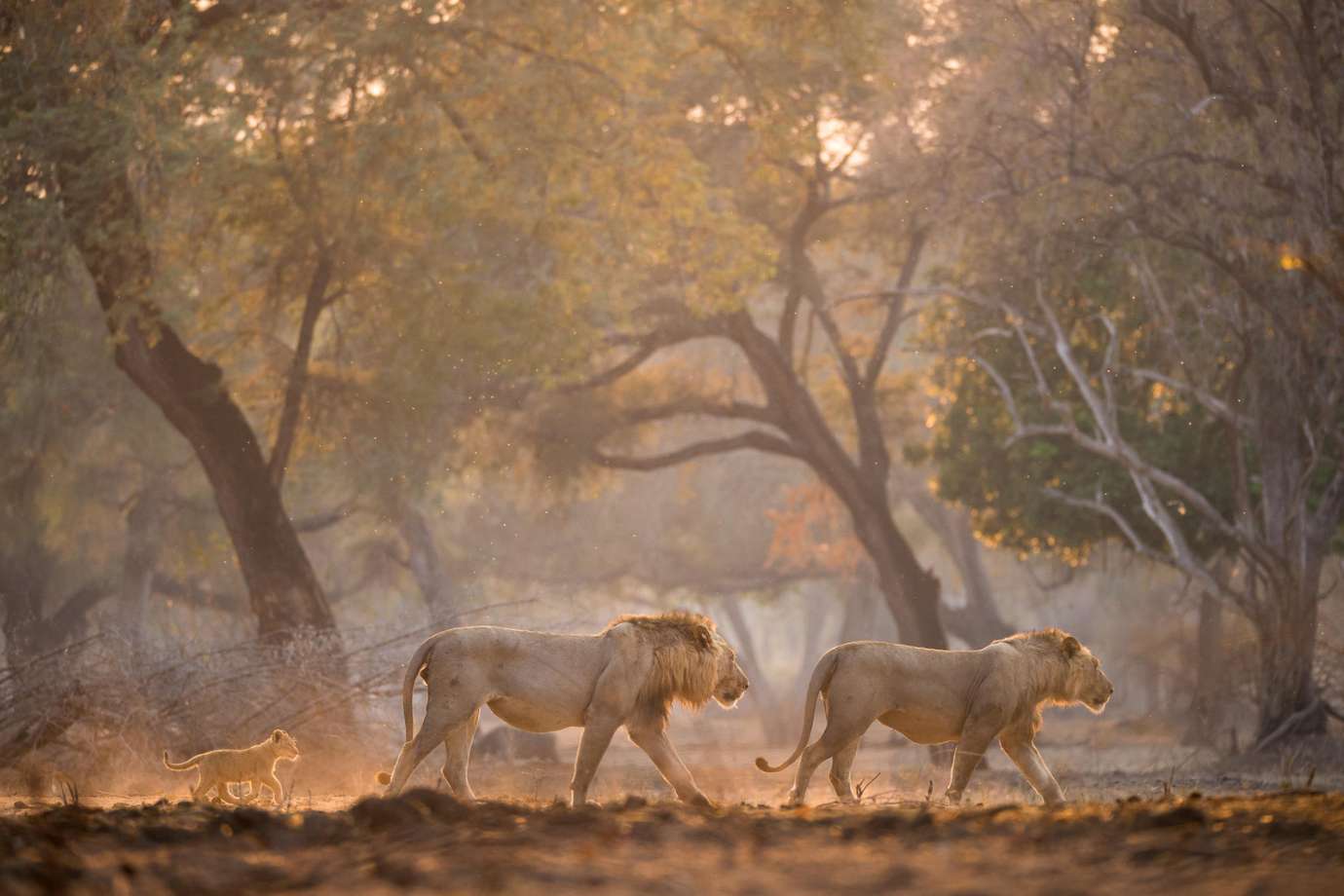 Wilderness Chikwenya