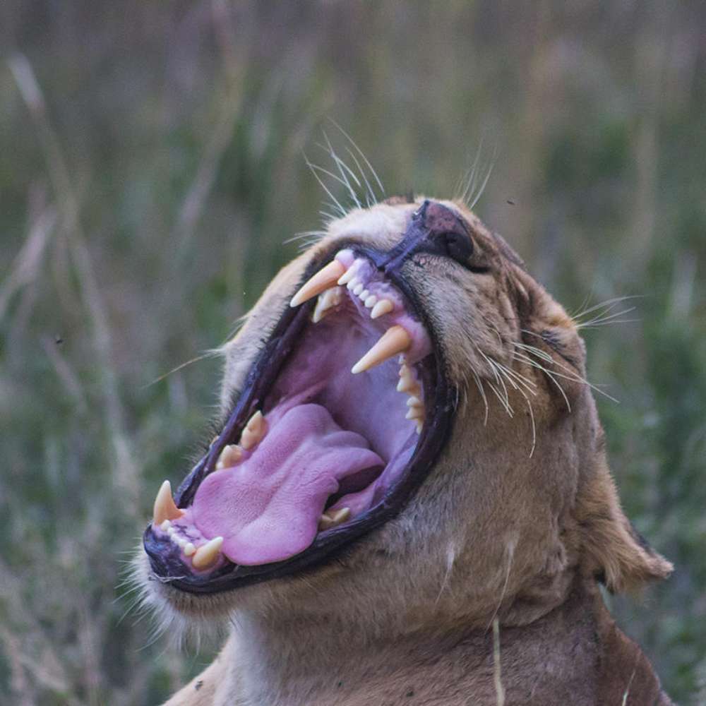 Saseka Tented Camp