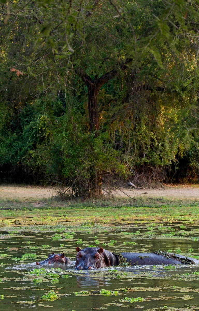 Mfuwe Lodge