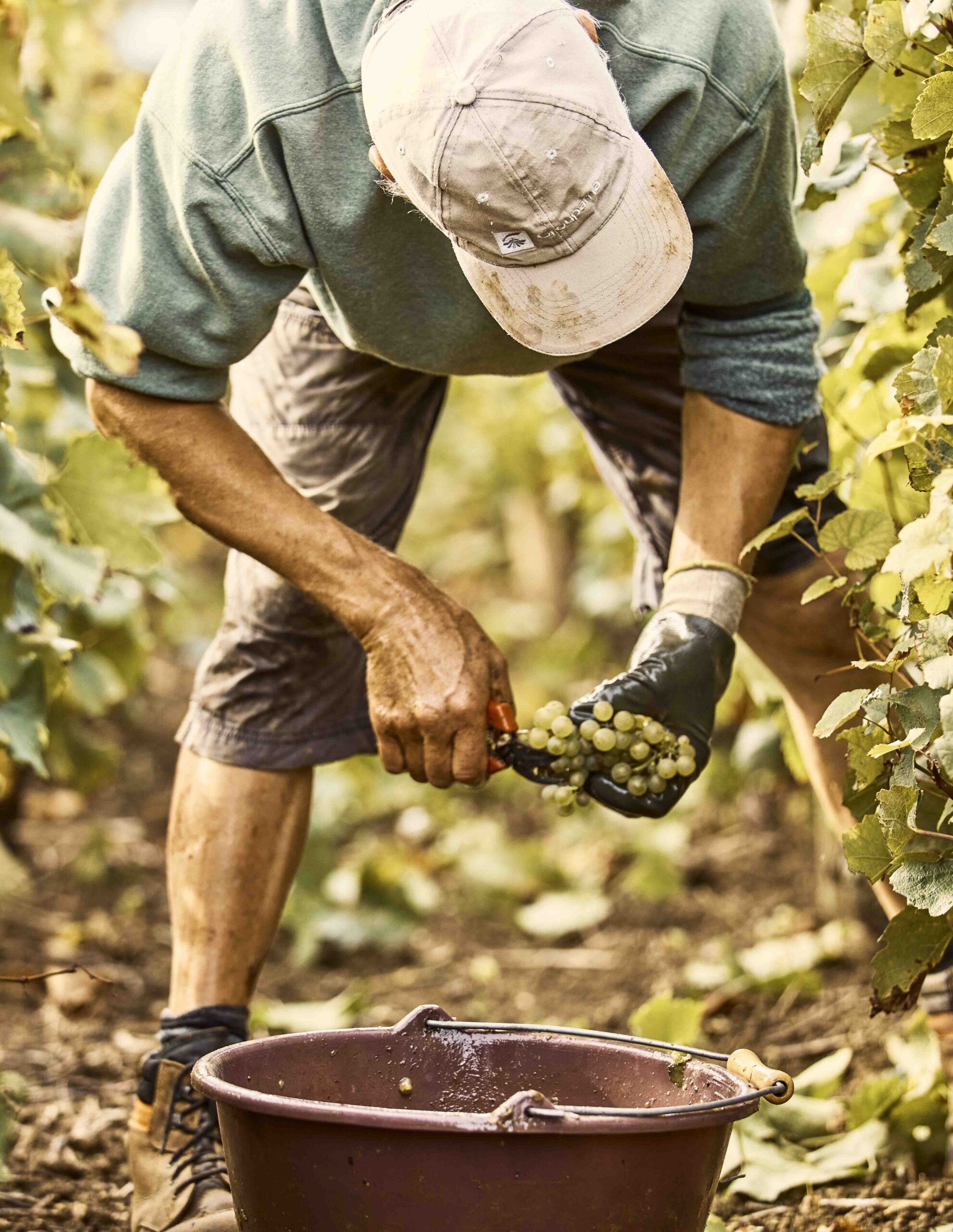 COMO Le Montrachet