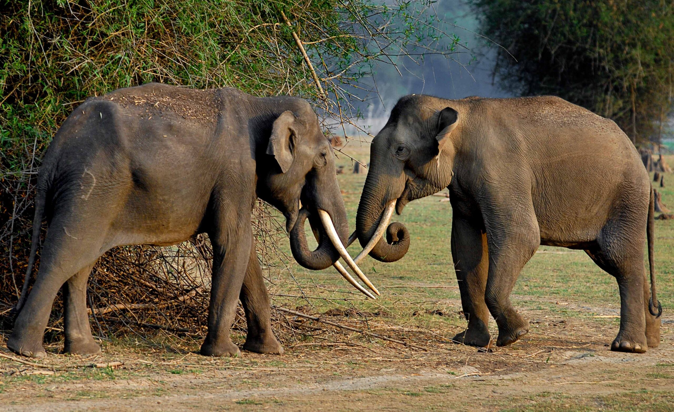 Evolve Back Kabini