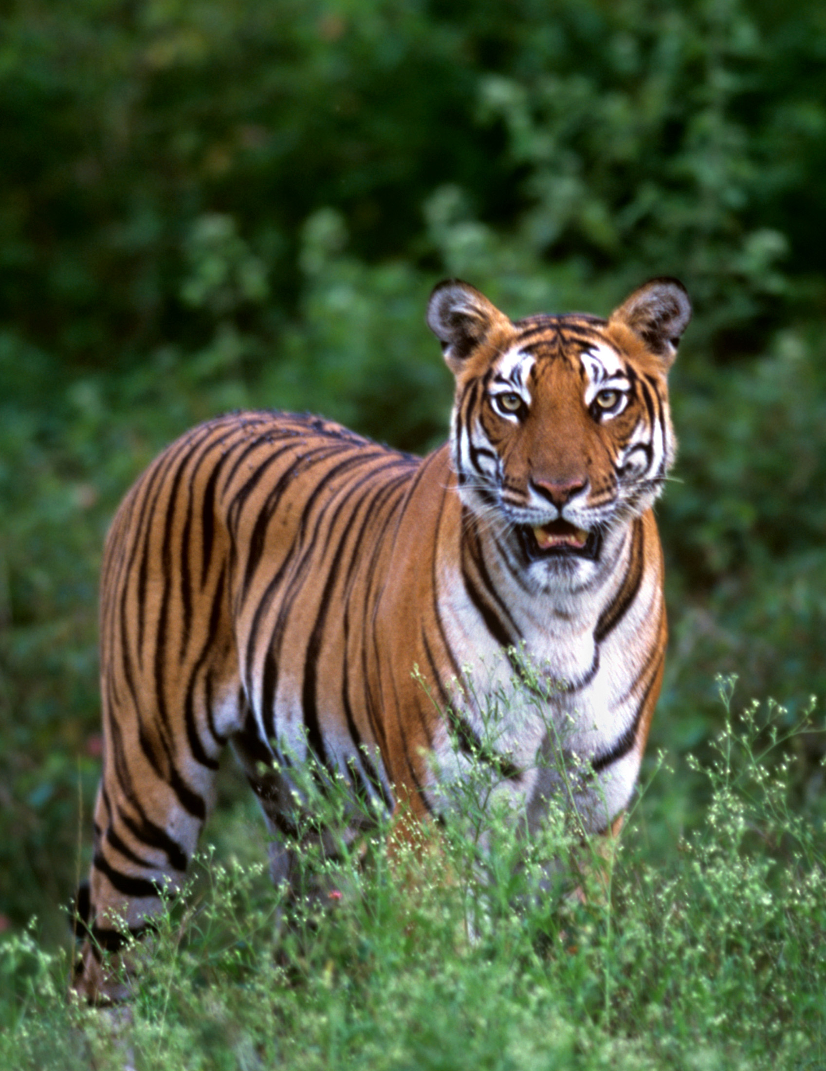 Evolve Back Kabini