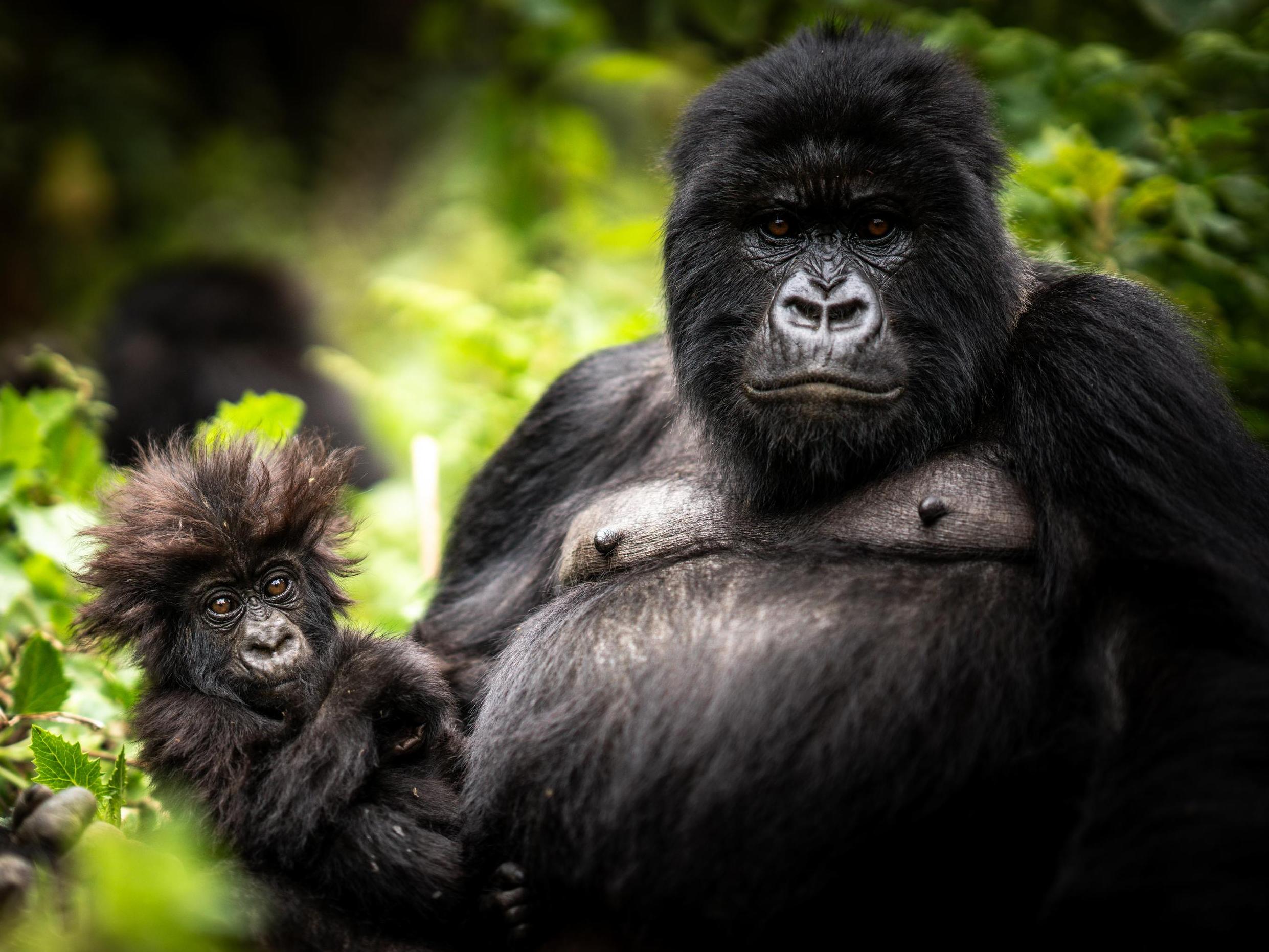 Wilderness Bisate Reserve